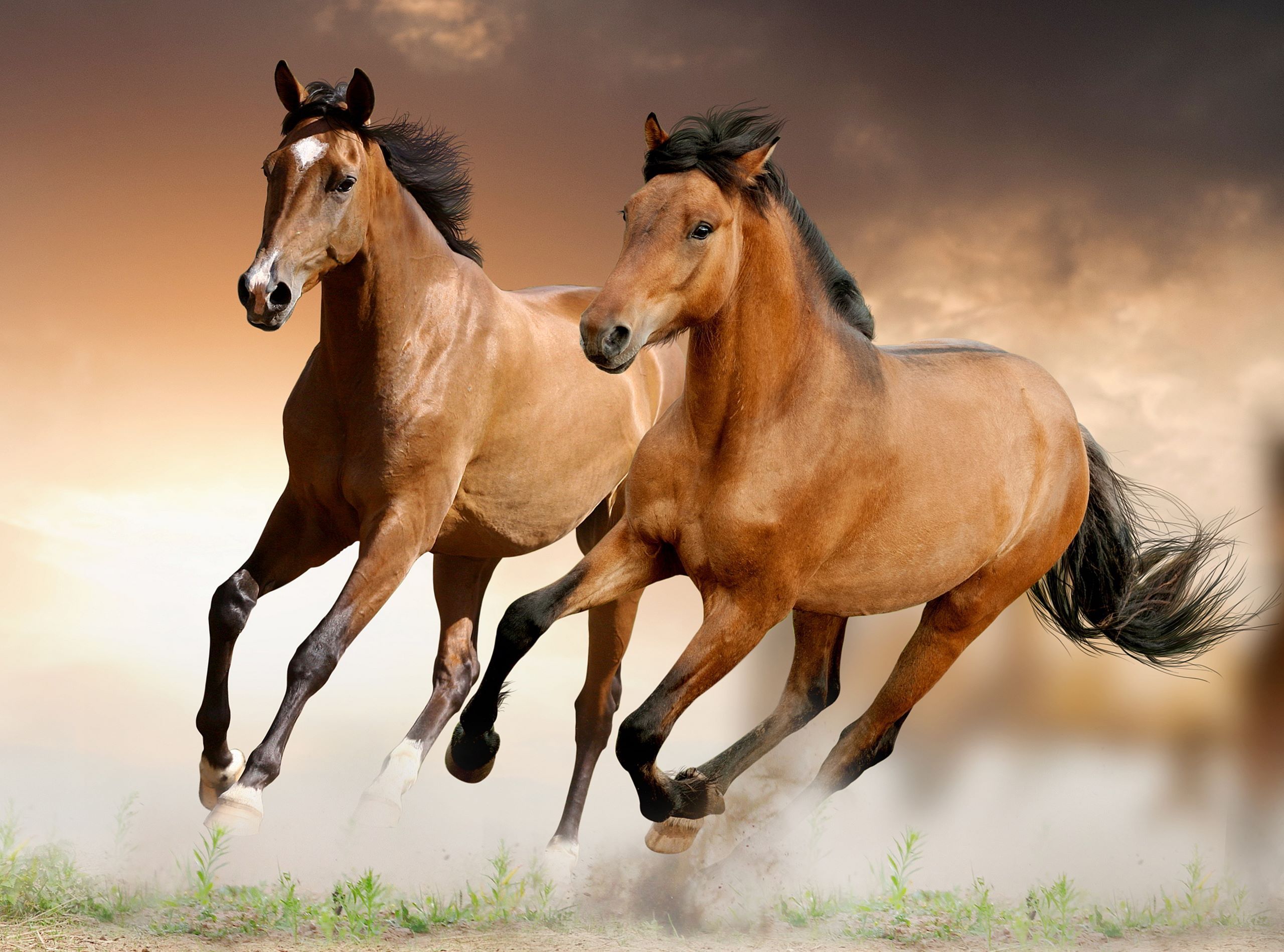 Brown Horses Running Wallpaper HD Pic Pictures