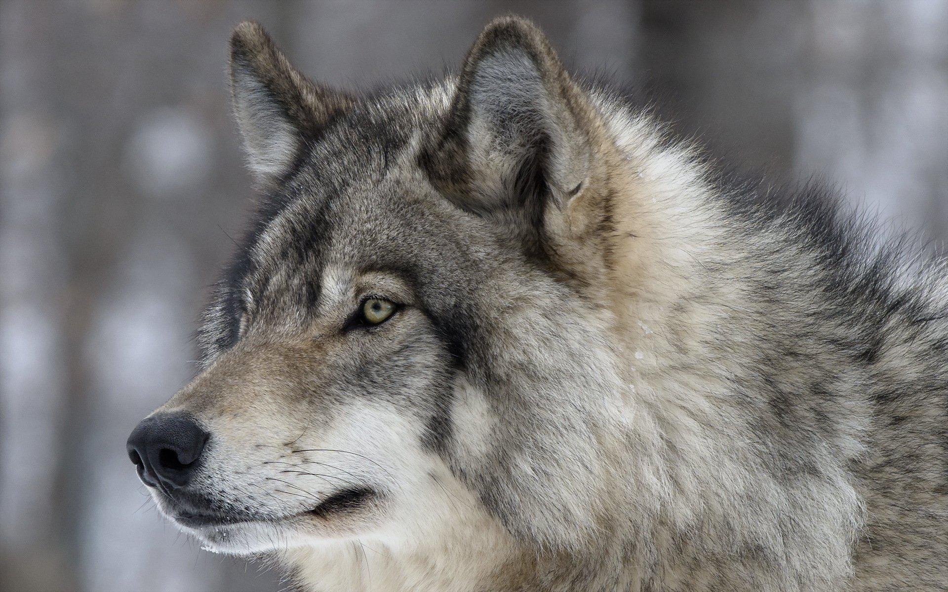 HD Wolves Glance Snout Animals Wolf Pictures For Desktop