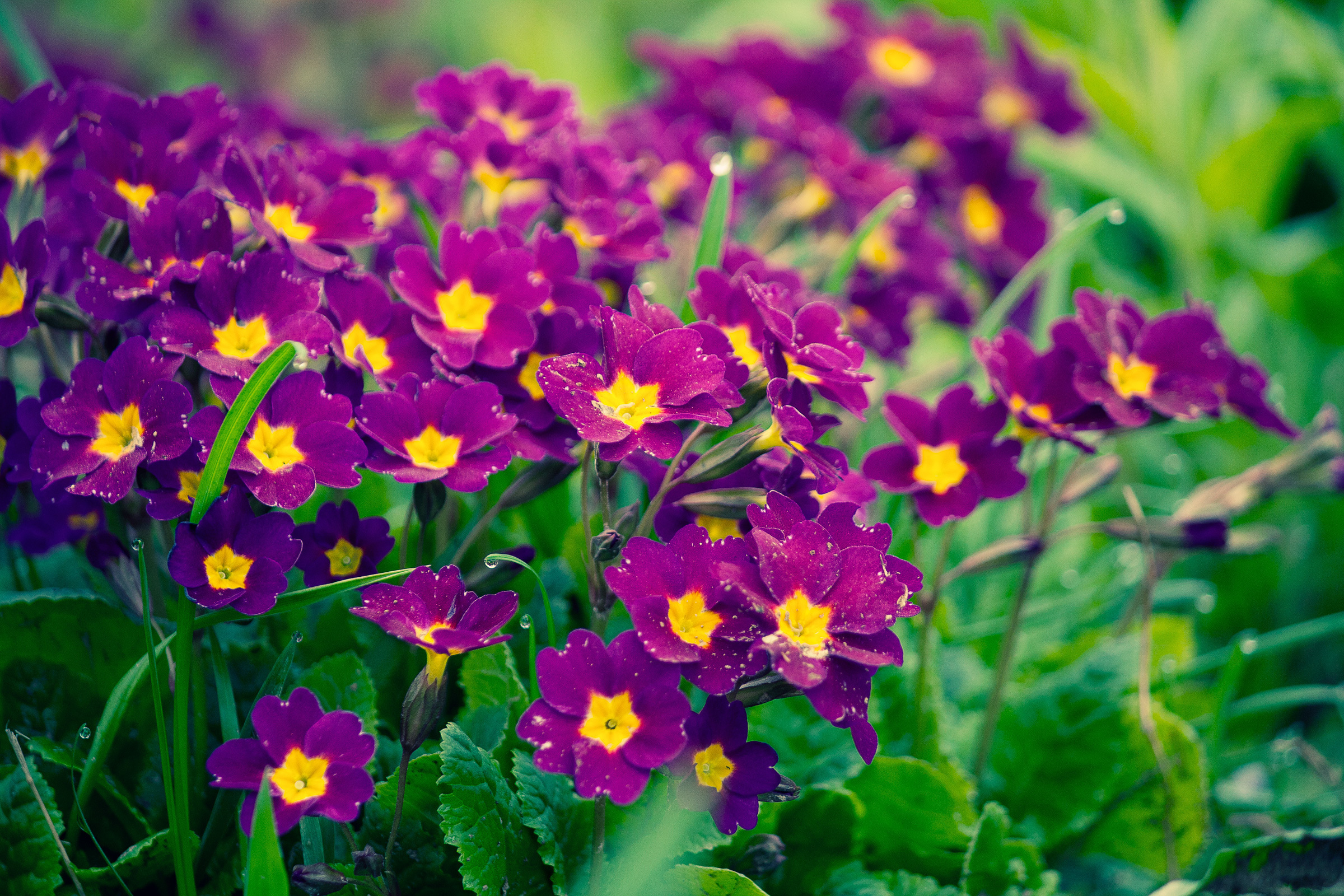 High Resolution Photo Of Flowers Desktop Wallpaper Yellow Purple