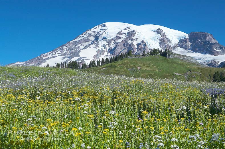 Paradise Flower Meadows Mount Rainier National Park Washington Auto