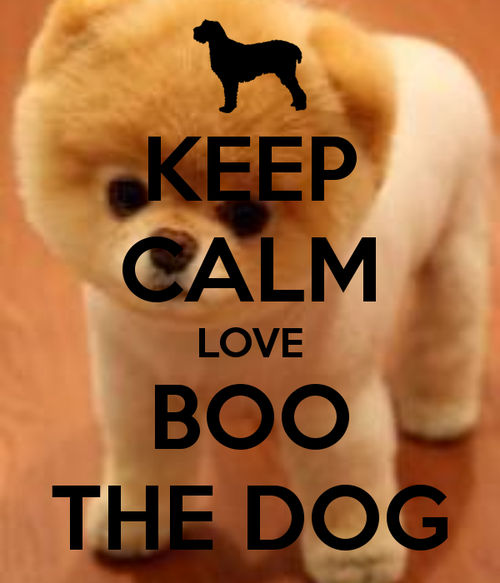 Boo The Dog Wallpaper Google Search We Heart It