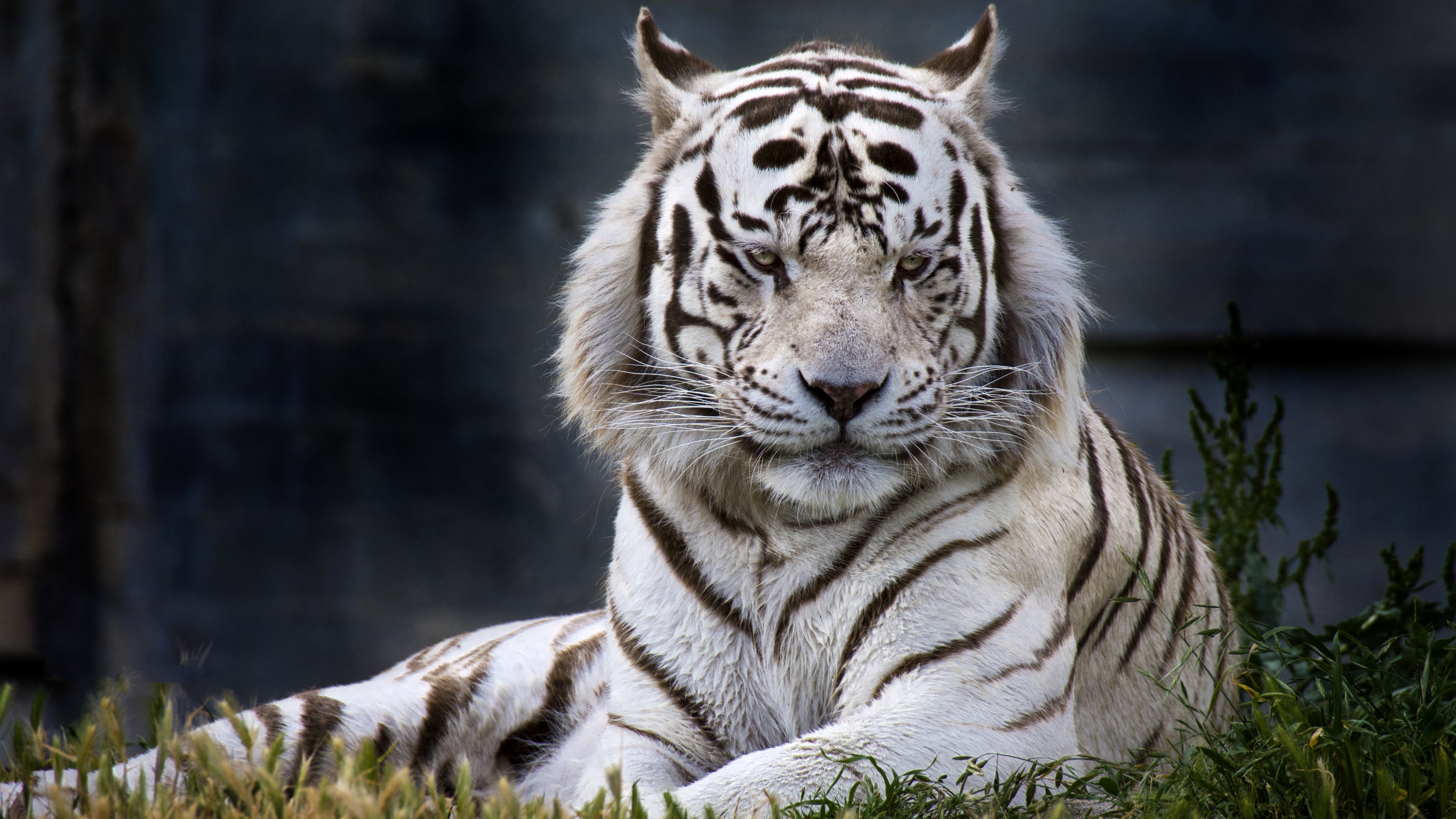 White Tiger Wallpapers Images Photos Pictures Backgrounds 3840x2160