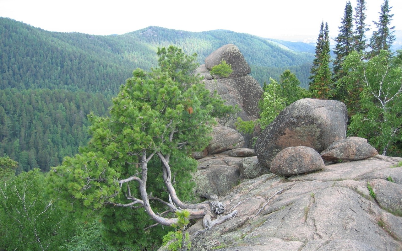 Beautiful Pine Forest Rocks Wallpaper