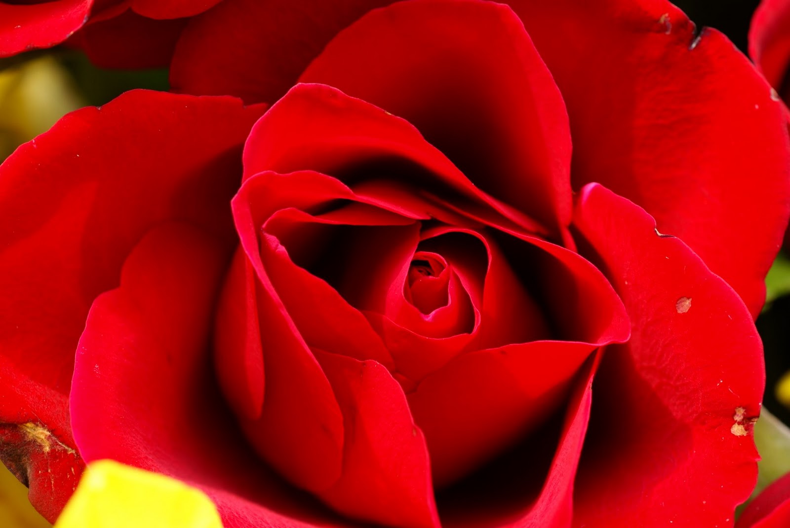 Desktop Inspiratoin Beautiful Rose Flower Wallpaper