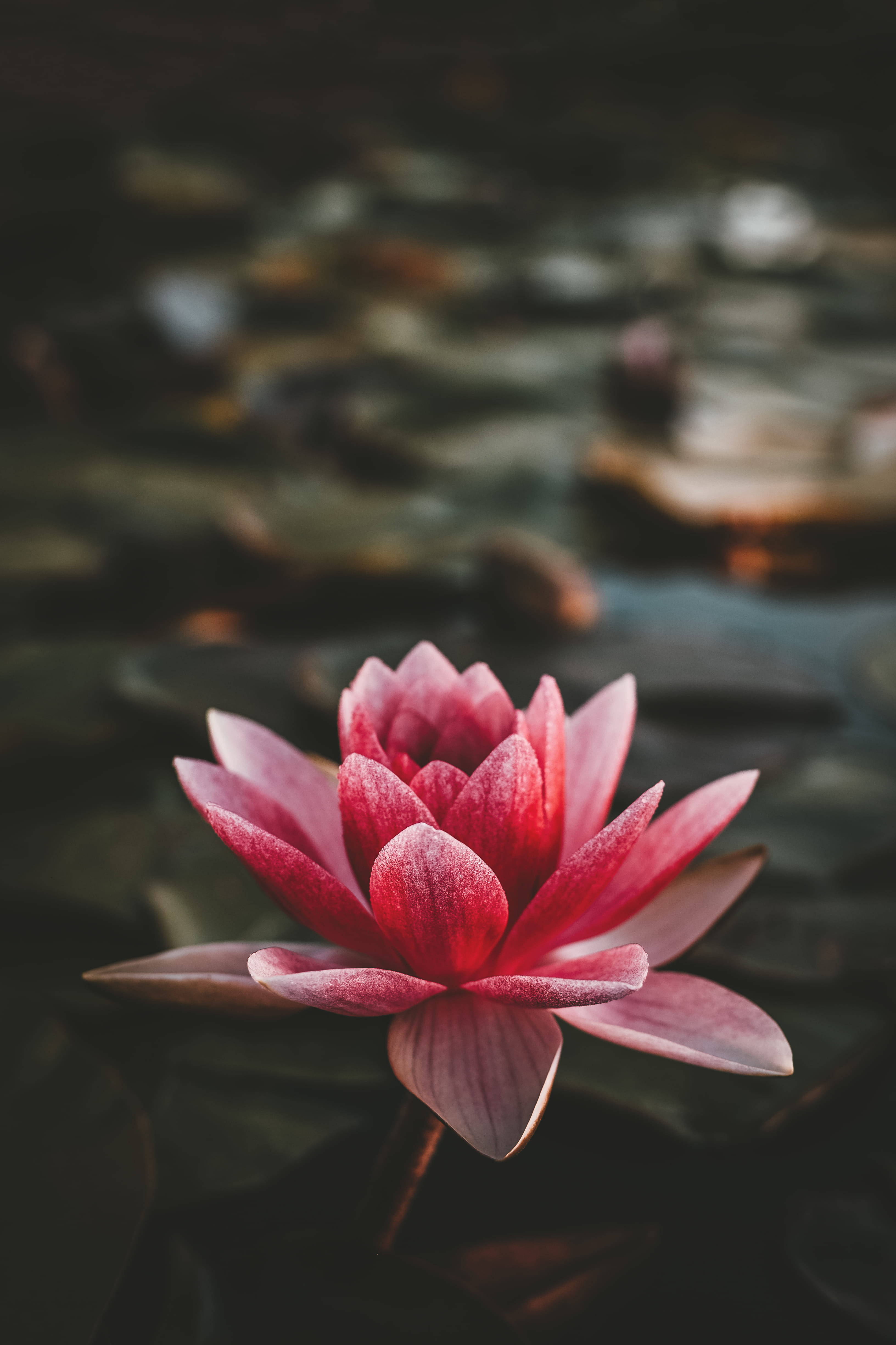 Lotus Flower 4k iPhone Wallpaper
