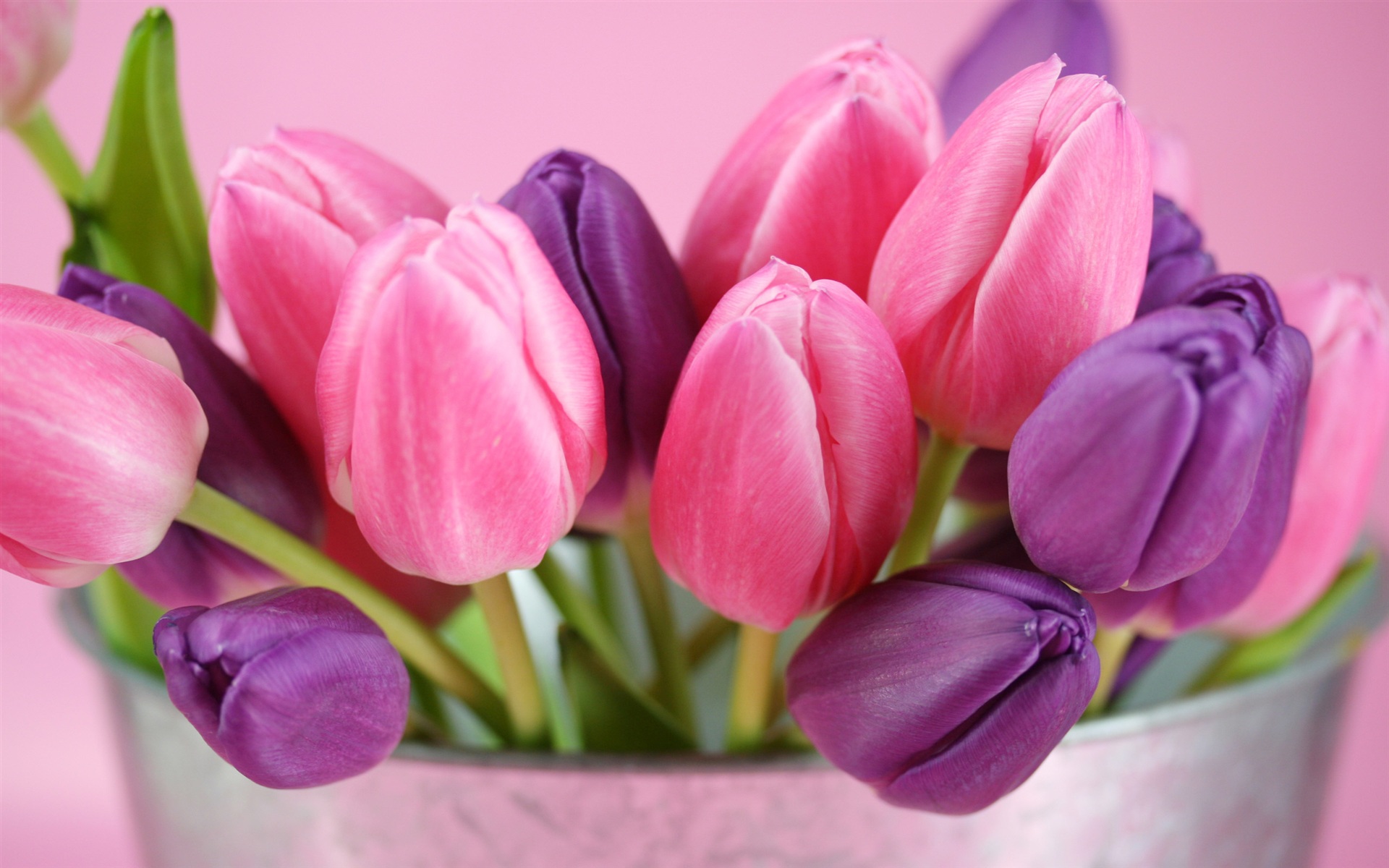 Pink And Purple Tulips Flowers Wallpaper HD
