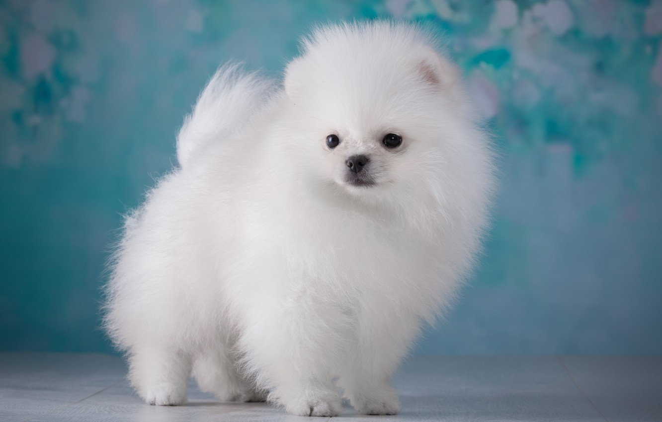 Wallpaper White Fluffy Puppy Spitz Image For Desktop Section