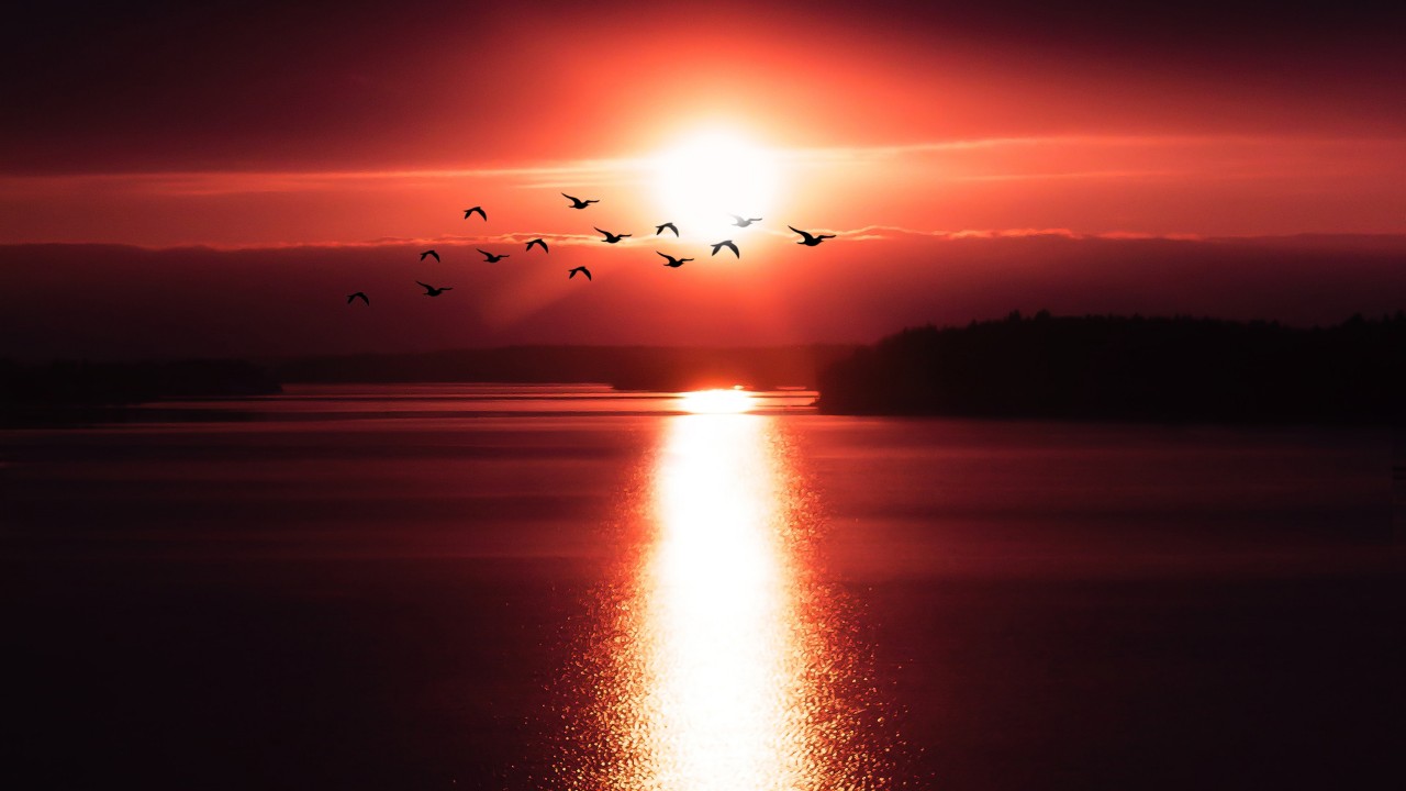 Flying Birds Over Sunset K Wallpaper Photo 3d