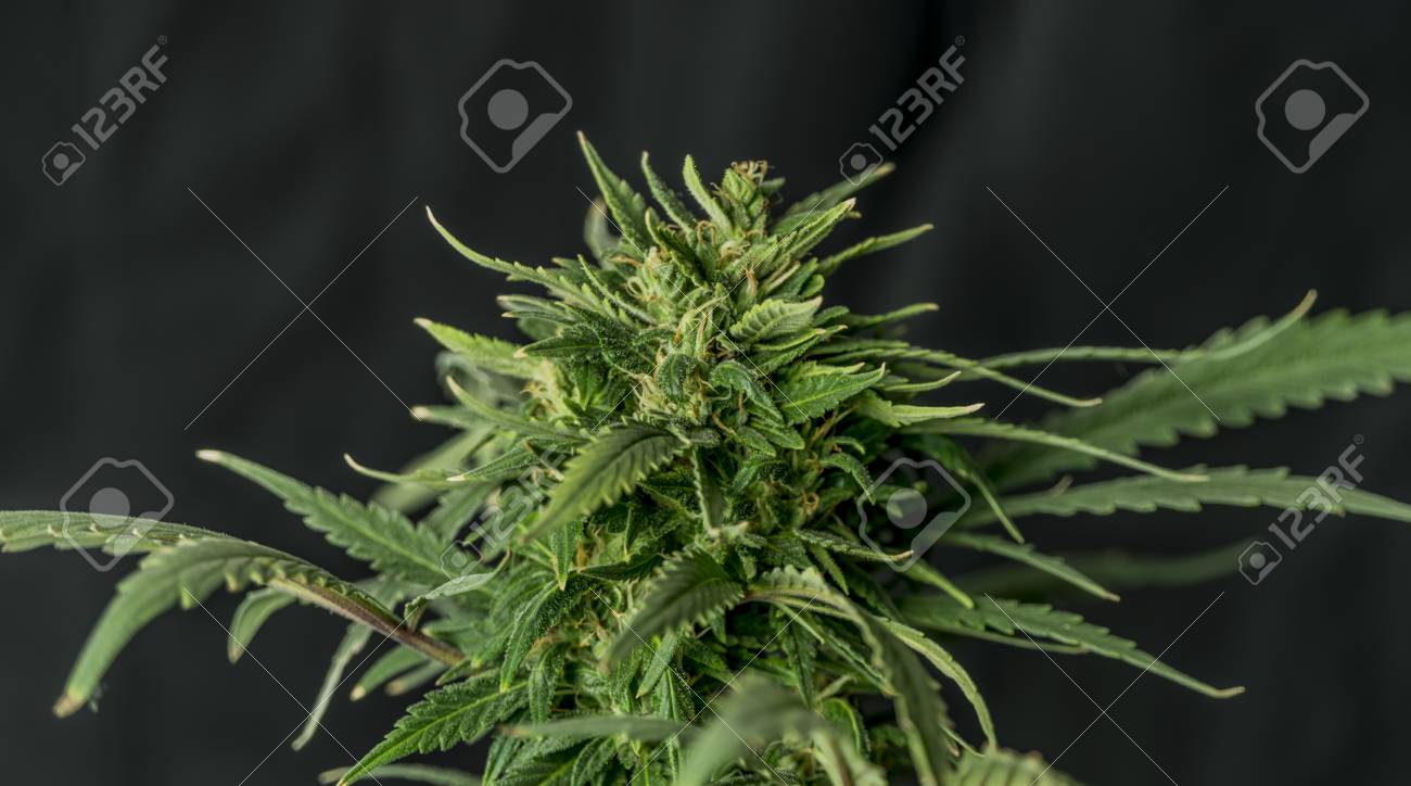 Green Marijuana Flower Bubba Kush Variety And Black Background