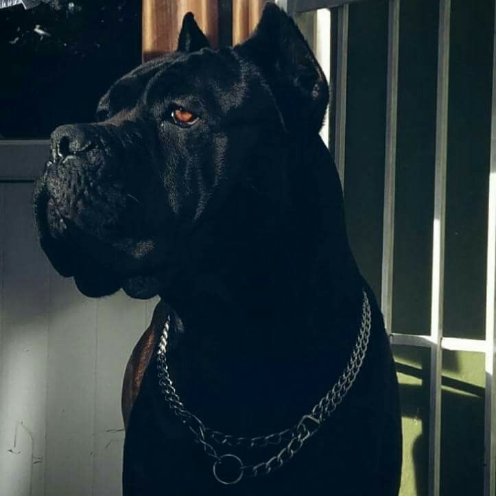 From Cane Corso Fans Dog Puppies