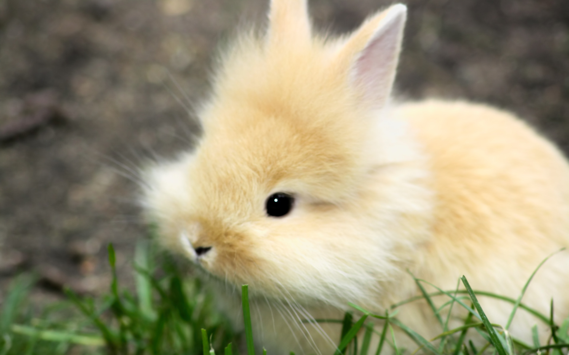 Cute baby bunny photo