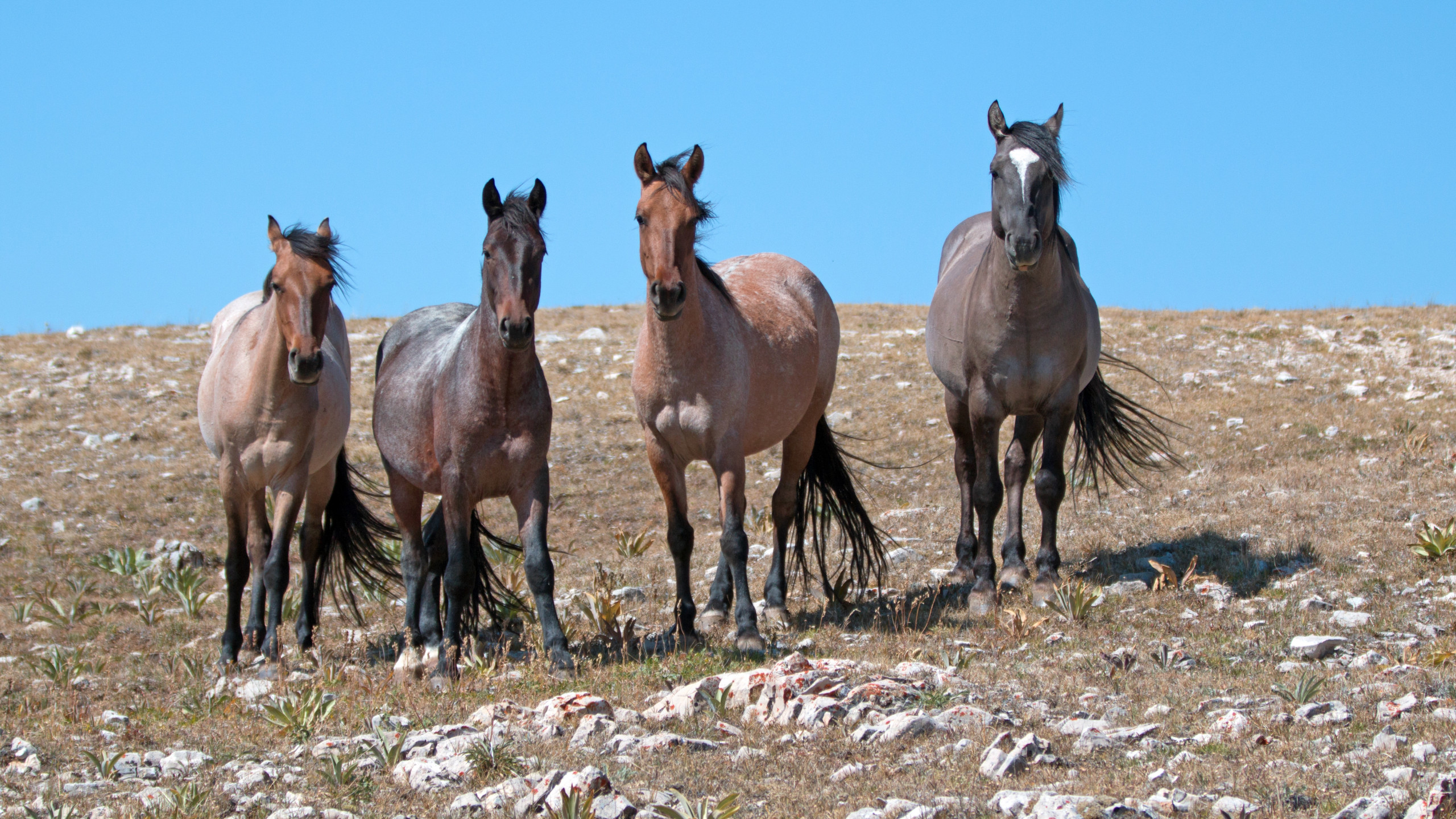 Nearly Dead Horses Found On Navajo Land In Arizona
