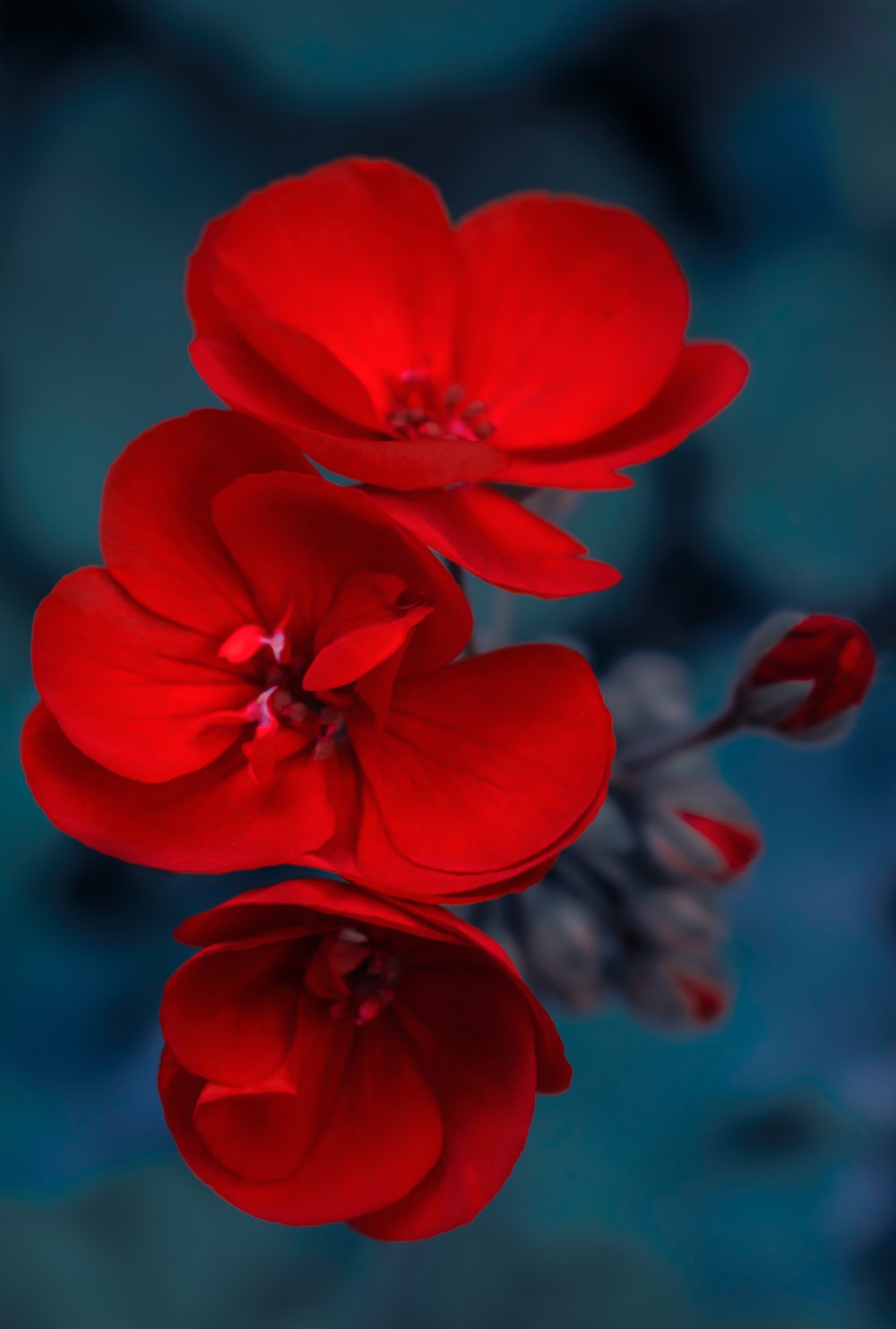 Red Flower Pictures Image