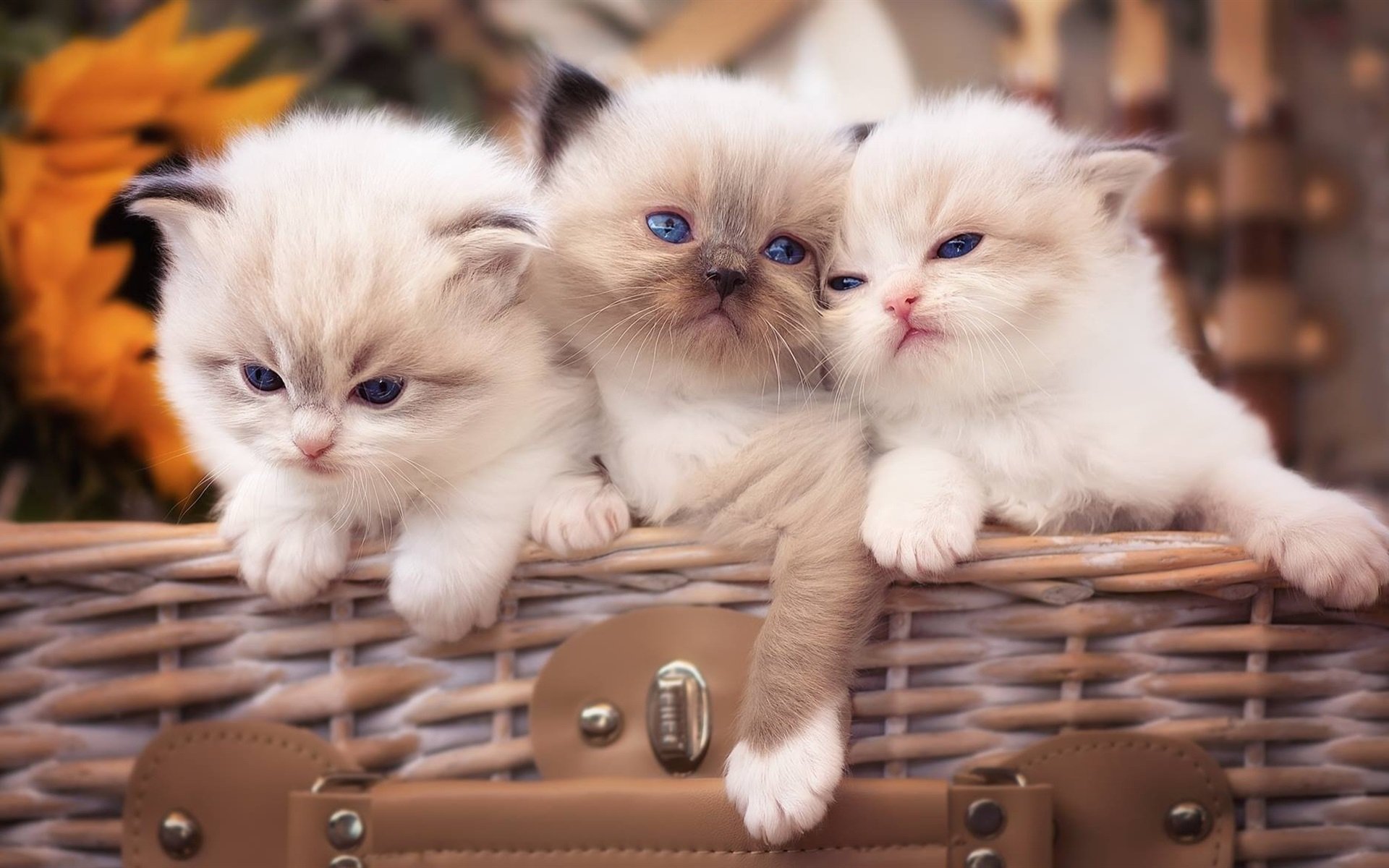 Three adorable ragdoll kittens peering over a wicker basket, their blue eyes shining brightly