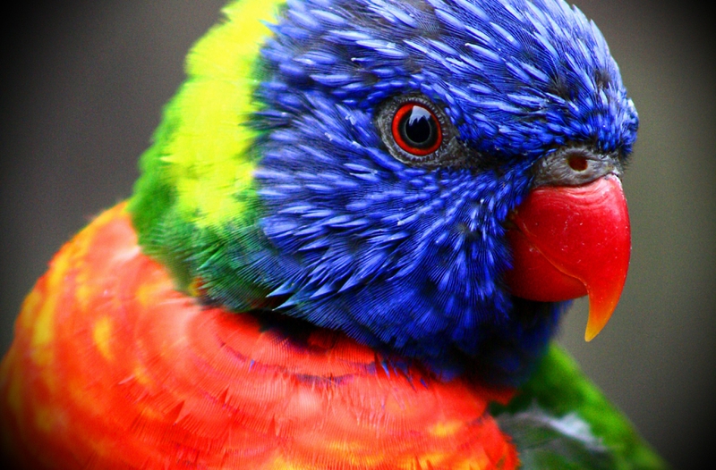 Colorful Birds Tropical Head Wallpaper Animals HD