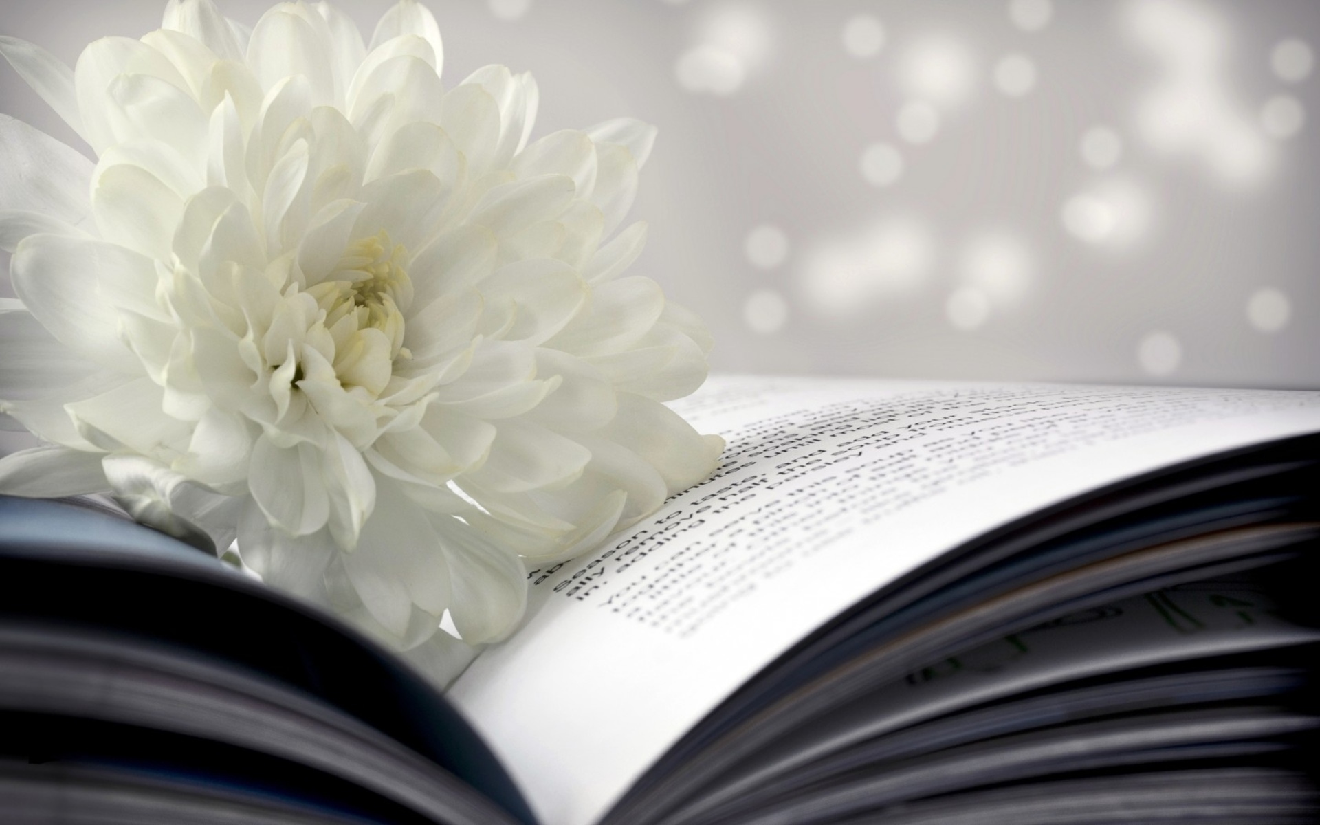 Cool White Flower On Book Wallpaper HD Wallpaperlepi