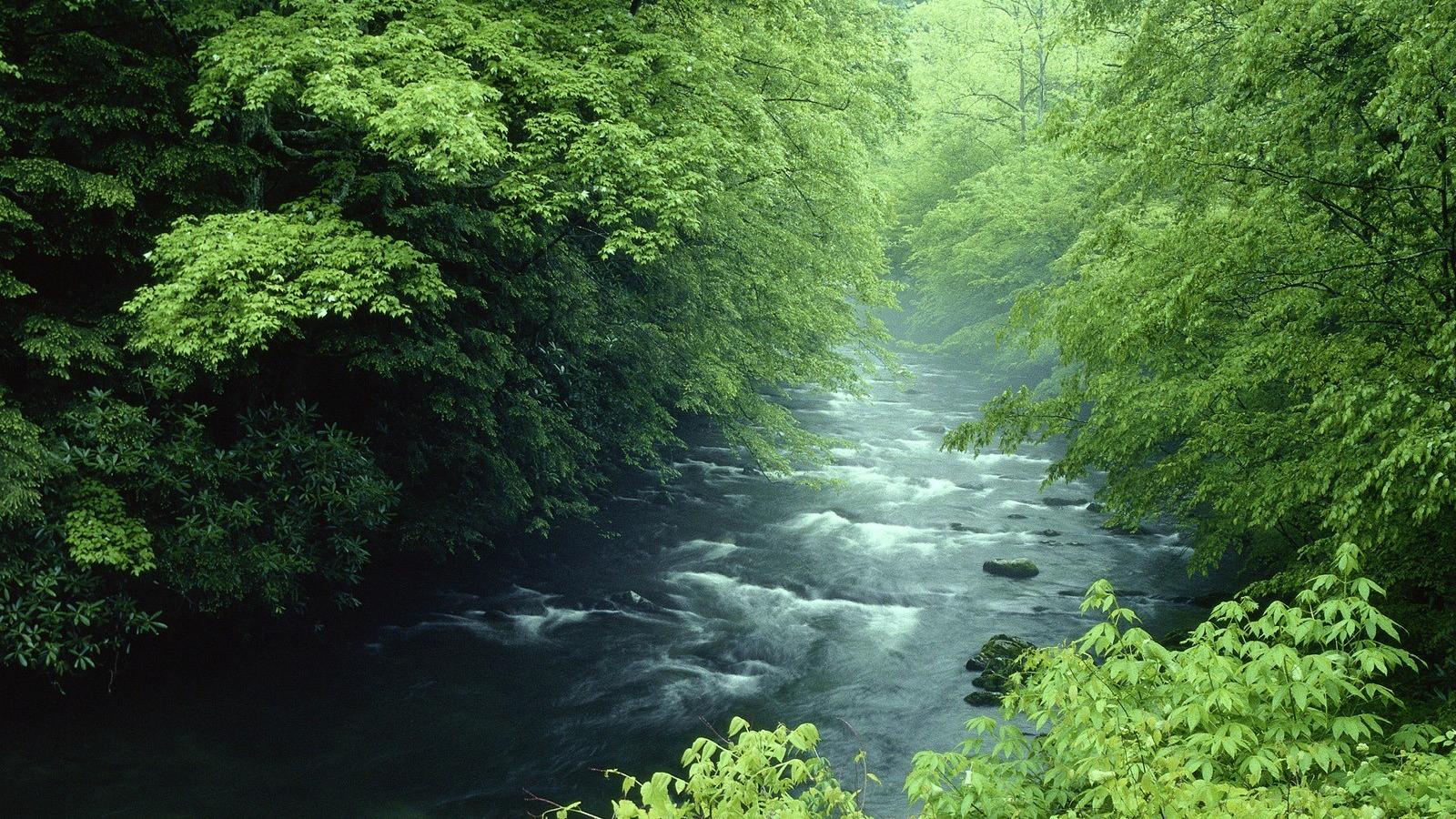 Rivers National Park Great Smoky Mountains Wallpaper