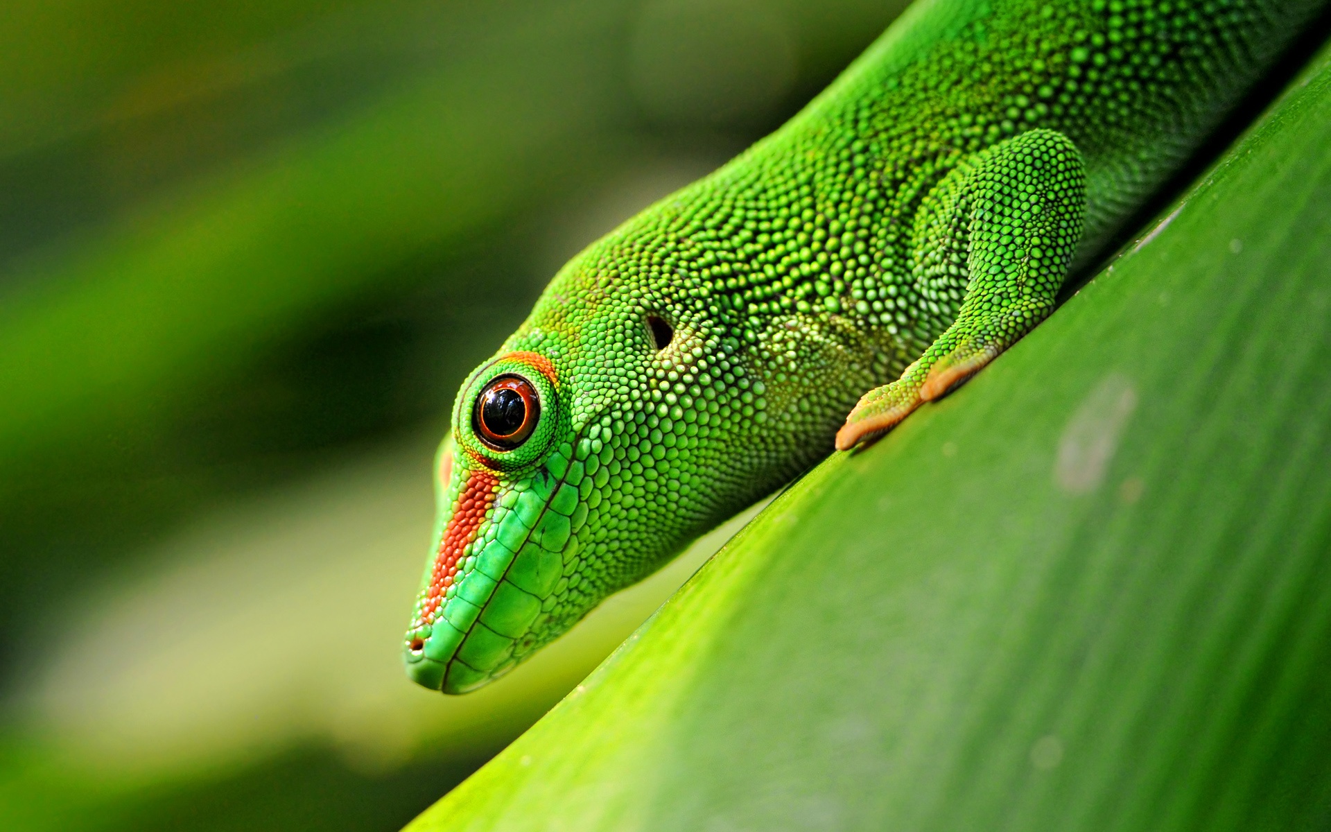 The Eye Of Gecko Wallpaper