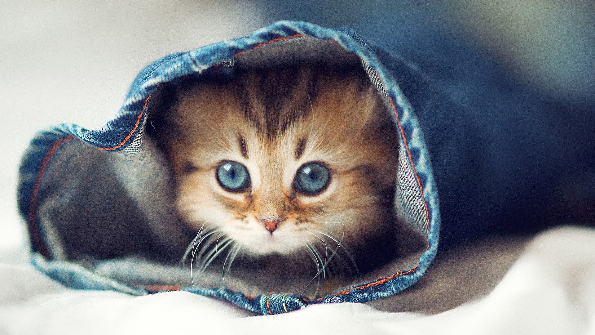 Cute Kitty Wallpaper Top Background