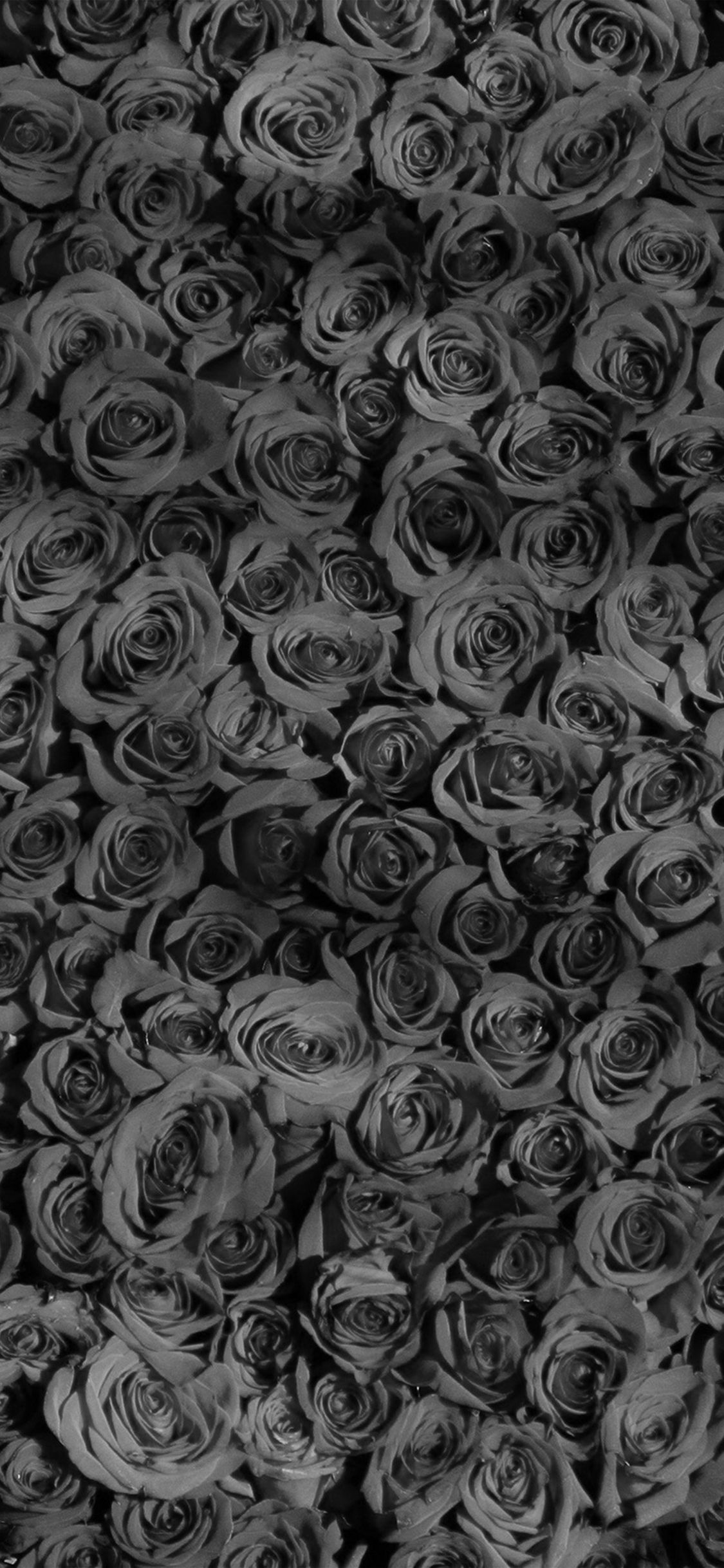 Black Roses iPhone Wallpaper On