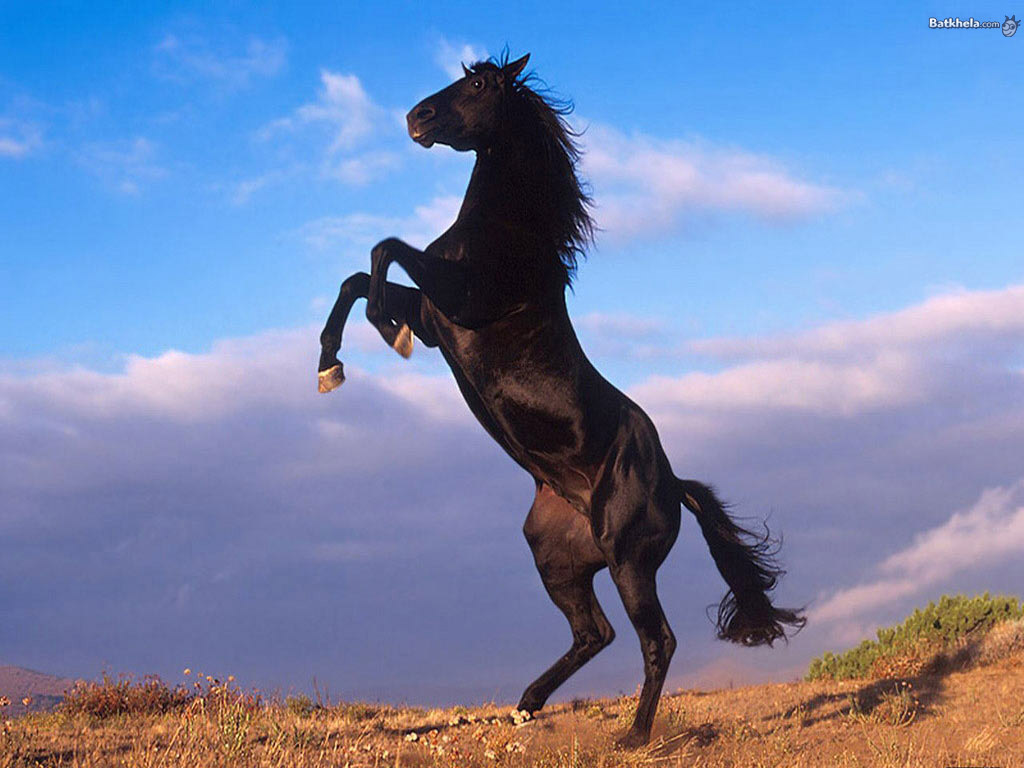 Free download black wild horses running wallpaper beautiful black wild horses [1024x768] for