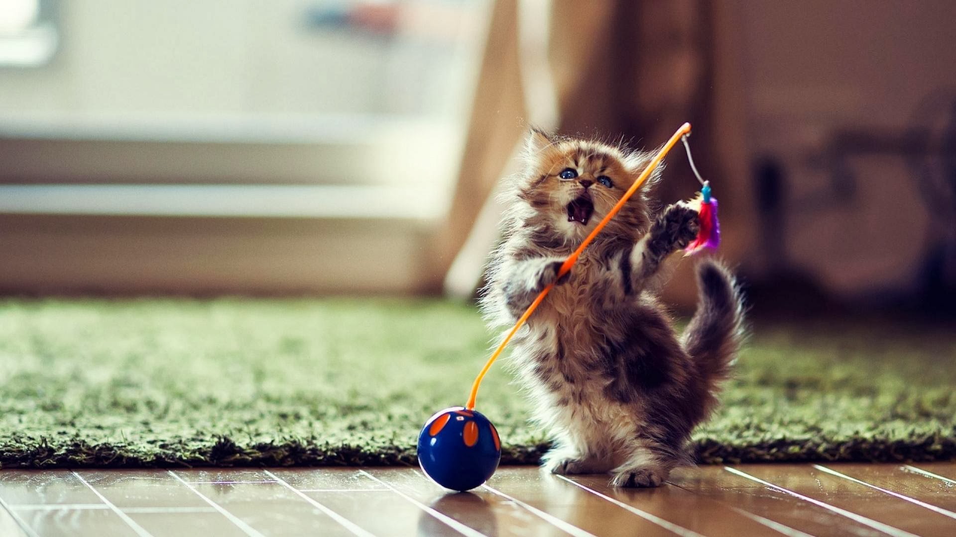 Cute Little Kitten Playing Cat HD Wallpaper Animal Image Photo