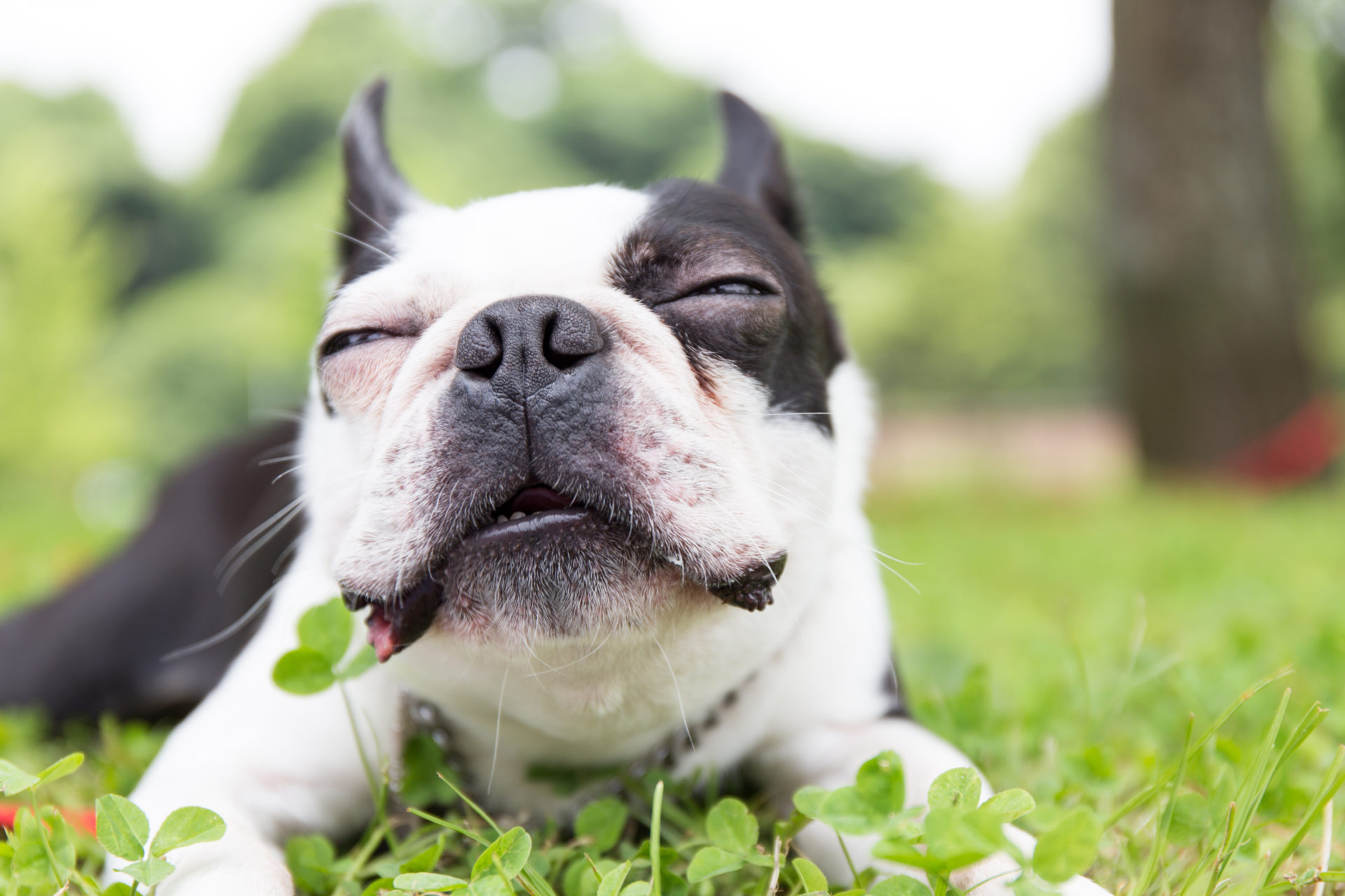 My Boston Terrier HD Dog Wallpaper Theme Mystart
