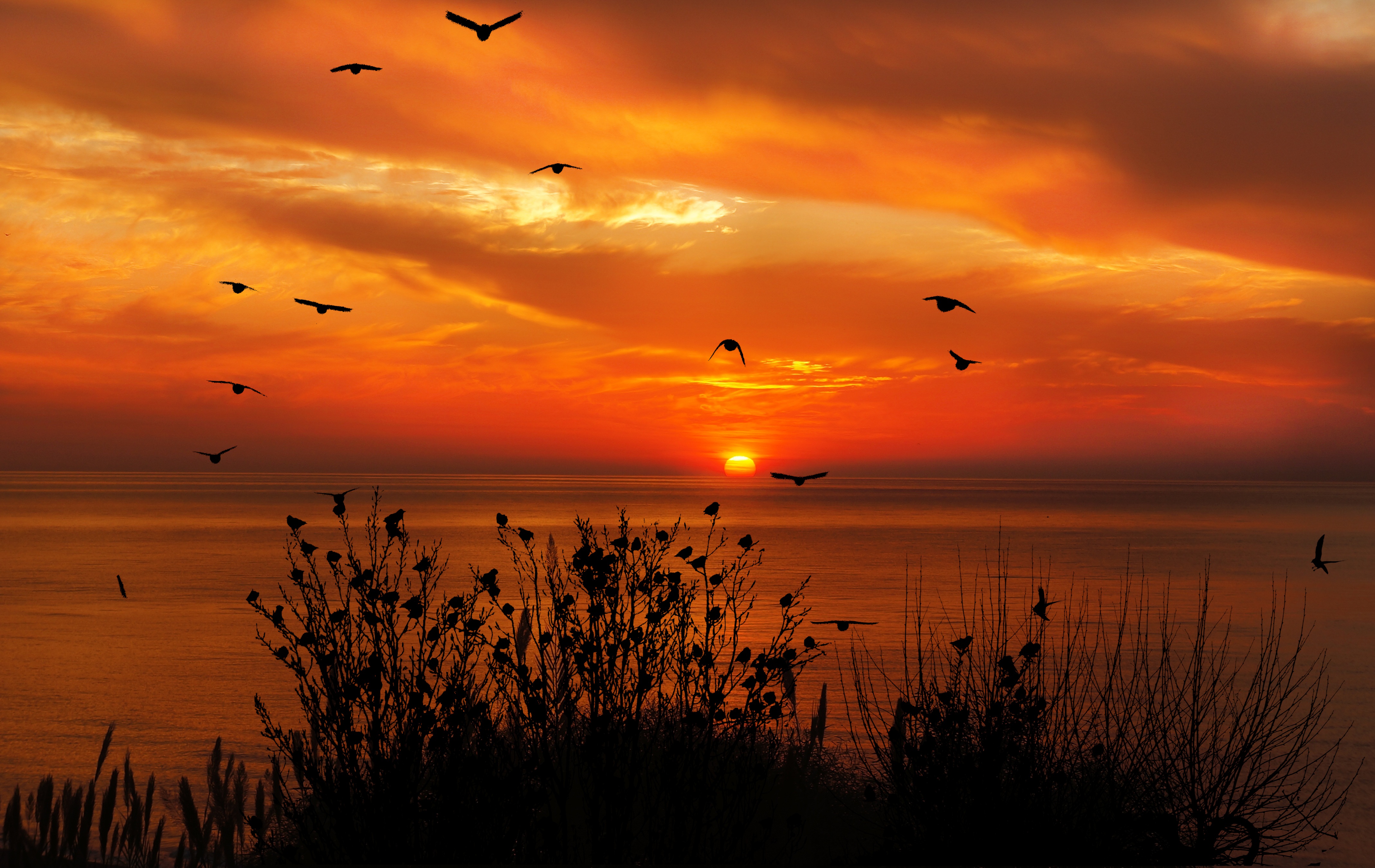 Ocean Sky Birds Flying Towards Sunset 4k Wallpaper HD Nature Image