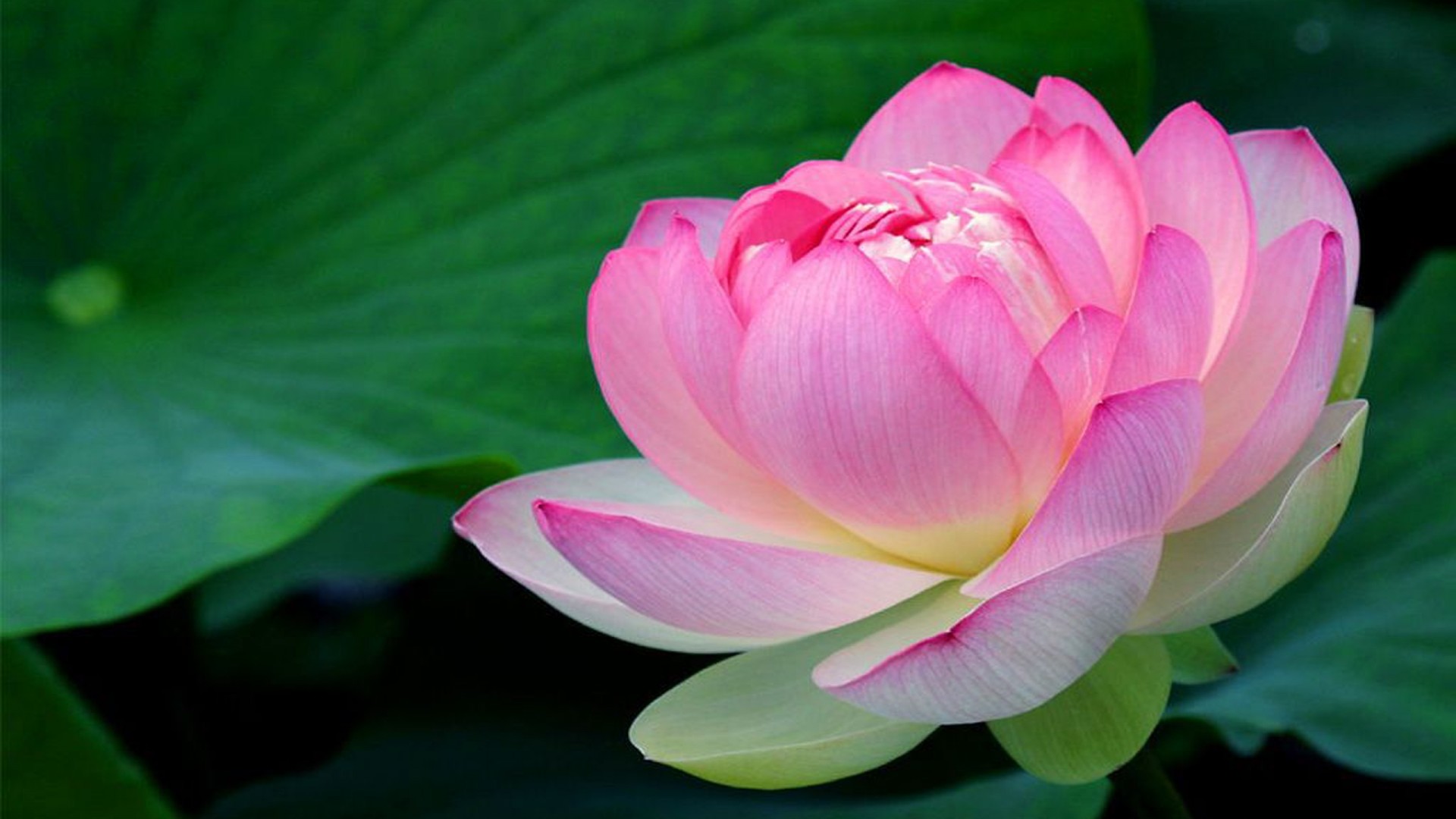 Highres Lotus Pink Flowers Background HD