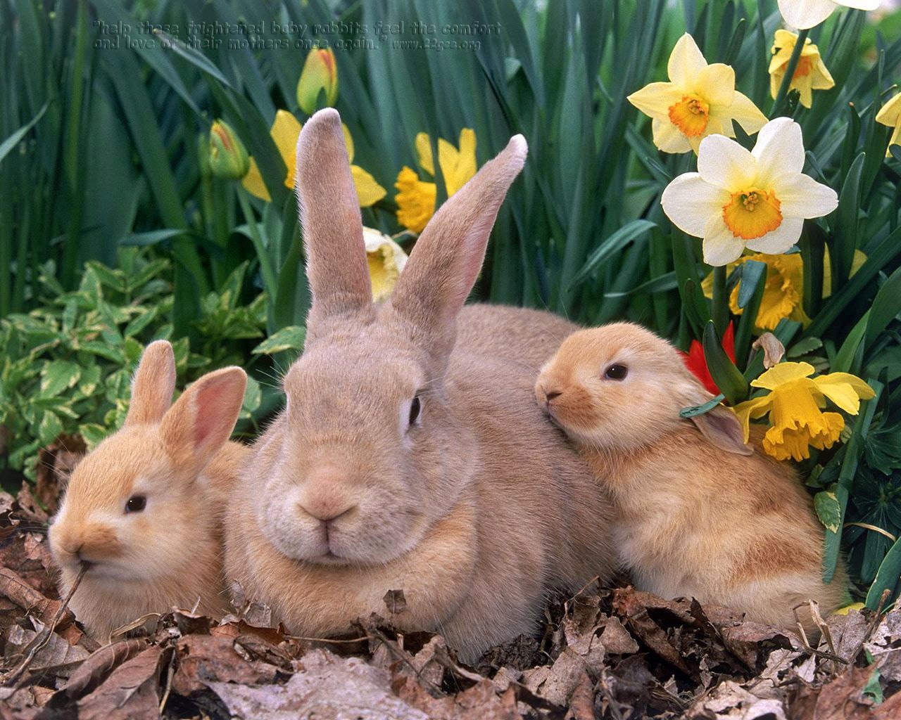 Baby Bunnies With Mother Flowers Garden Wallpaper