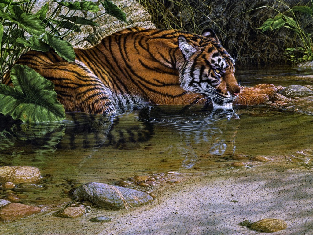 Animals From The Jungle Tiger Source Water Wallpaper Hd