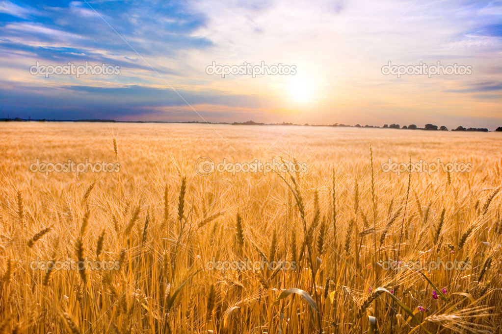 Wheat Harvest Wallpaper Golden Ready For