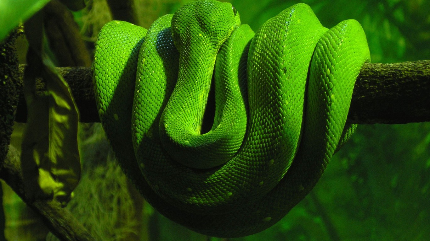 Green Snake On A Branch Wallpaper