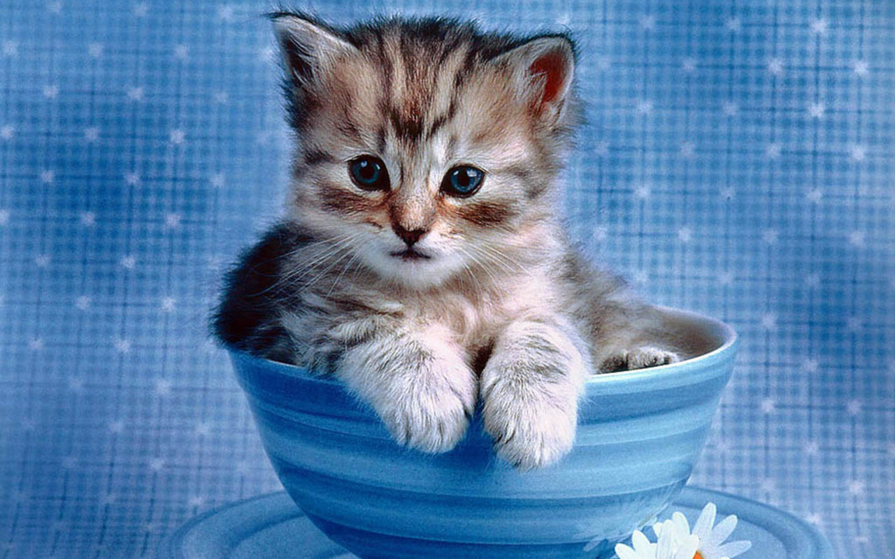 An adorable kitten nestled in a blue teacup, perfect for cute kitten wallpapers