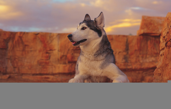 Wallpaper Husky Dog Portrait
