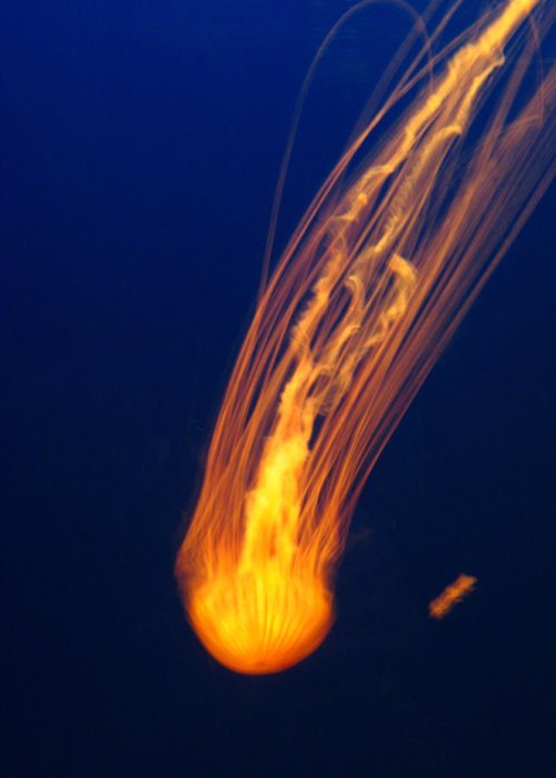 Orange Jellyfish Wallpaper Picture
