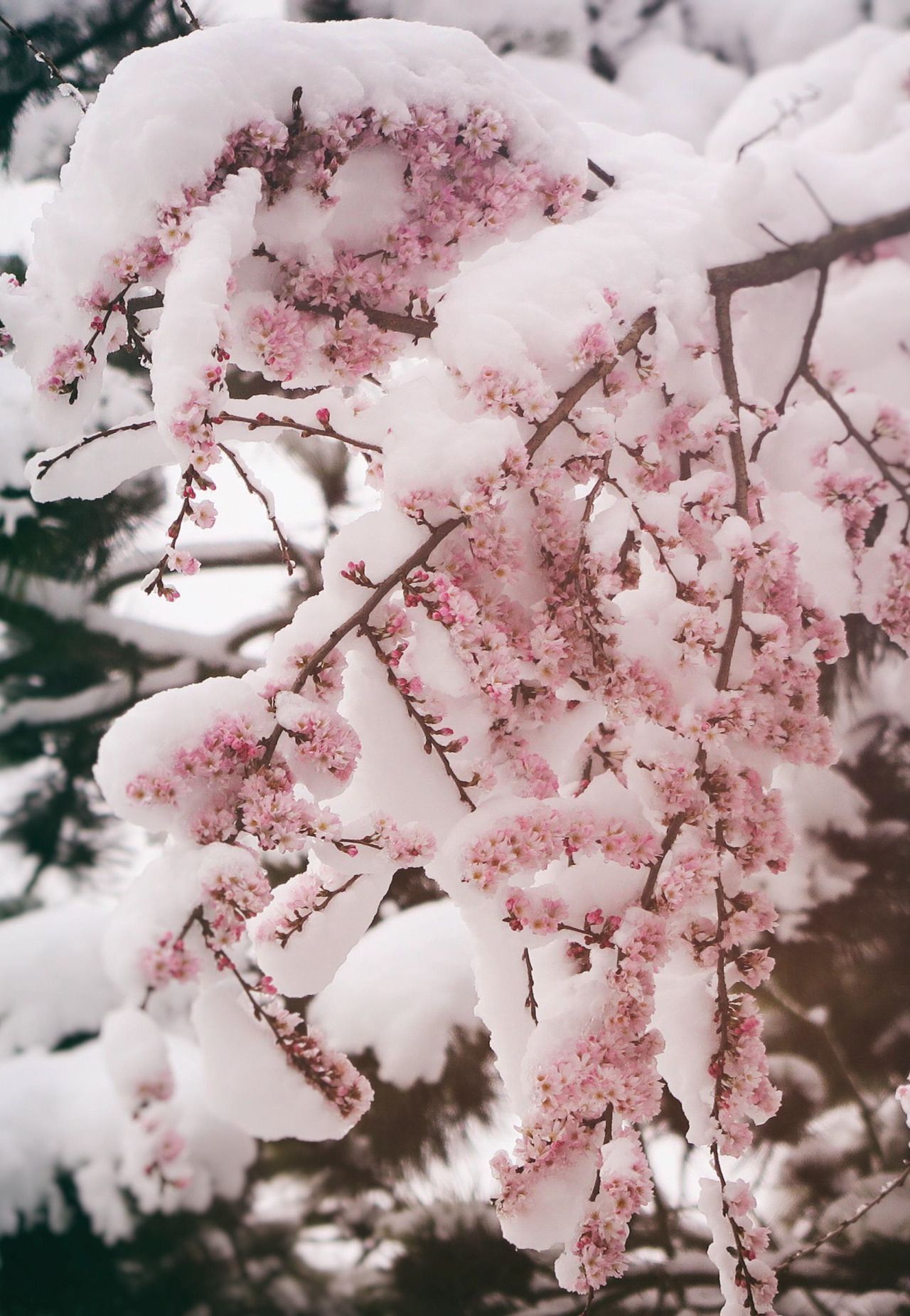 Snow Aesthetic Wallpaper