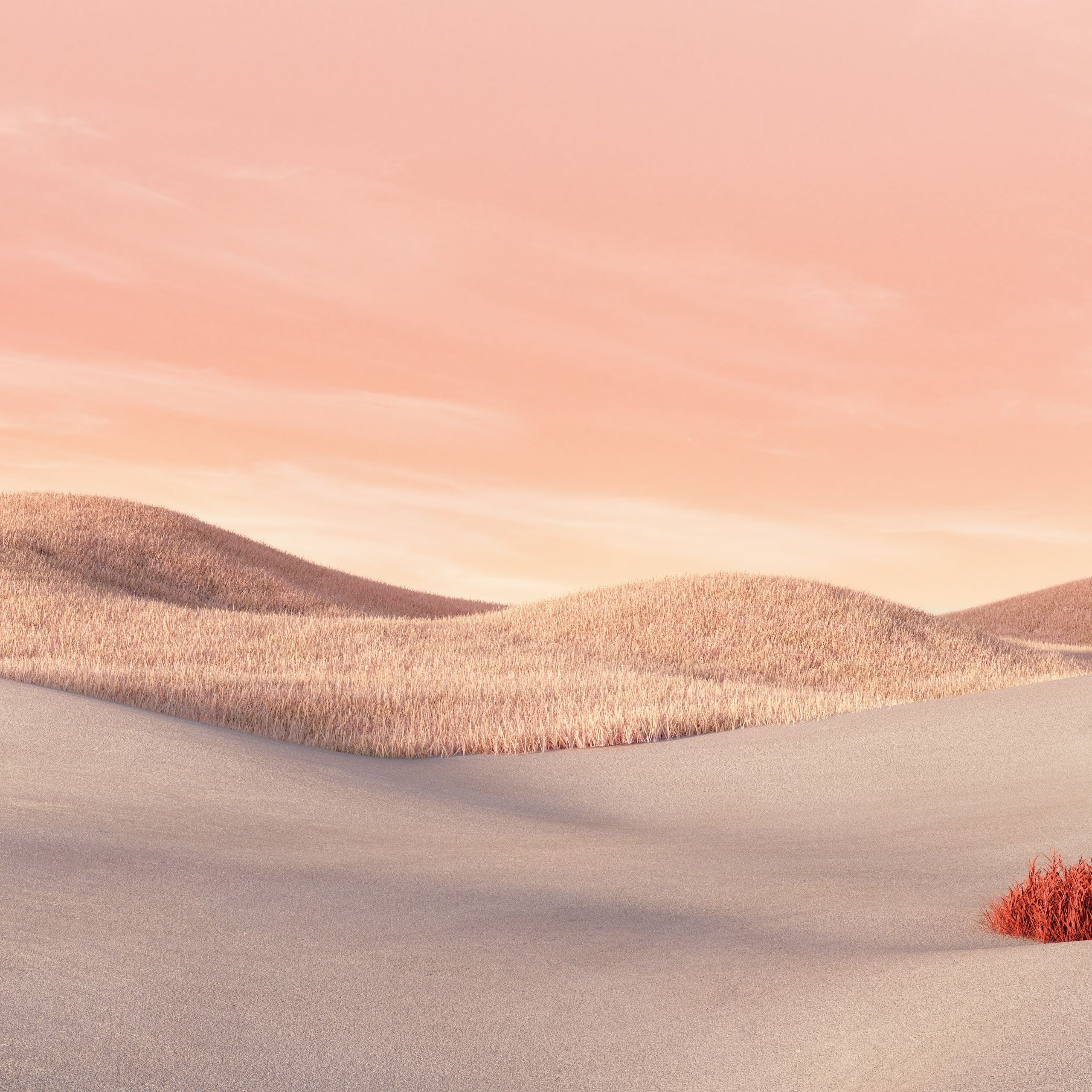 Desert Aesthetic Wallpaper