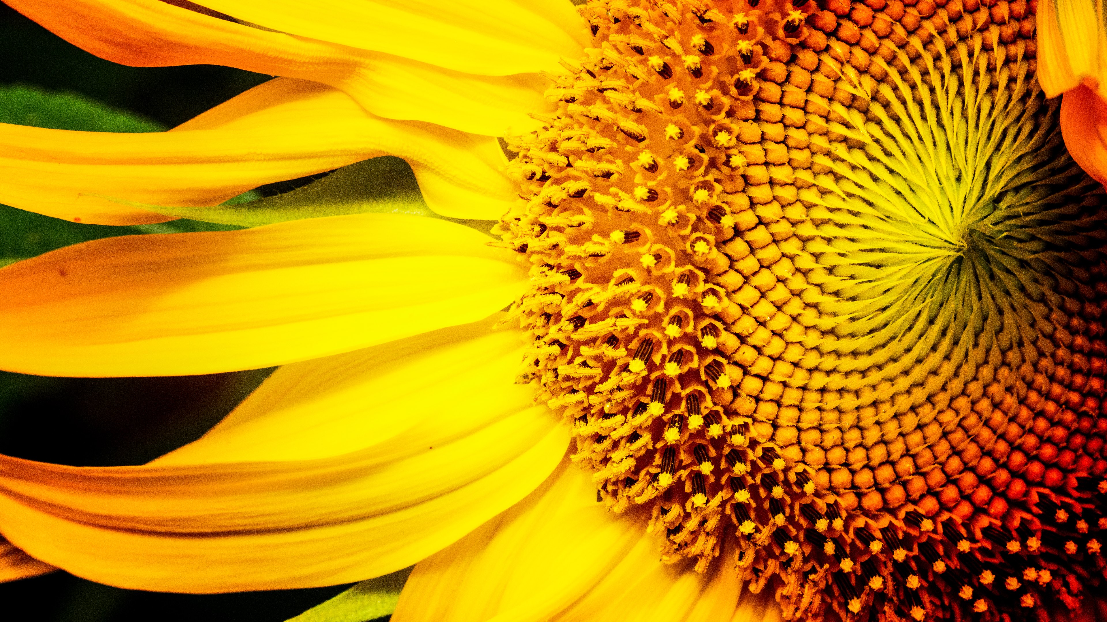 Sunflower 4k Ultra HD Wallpaper By Jim Lukach