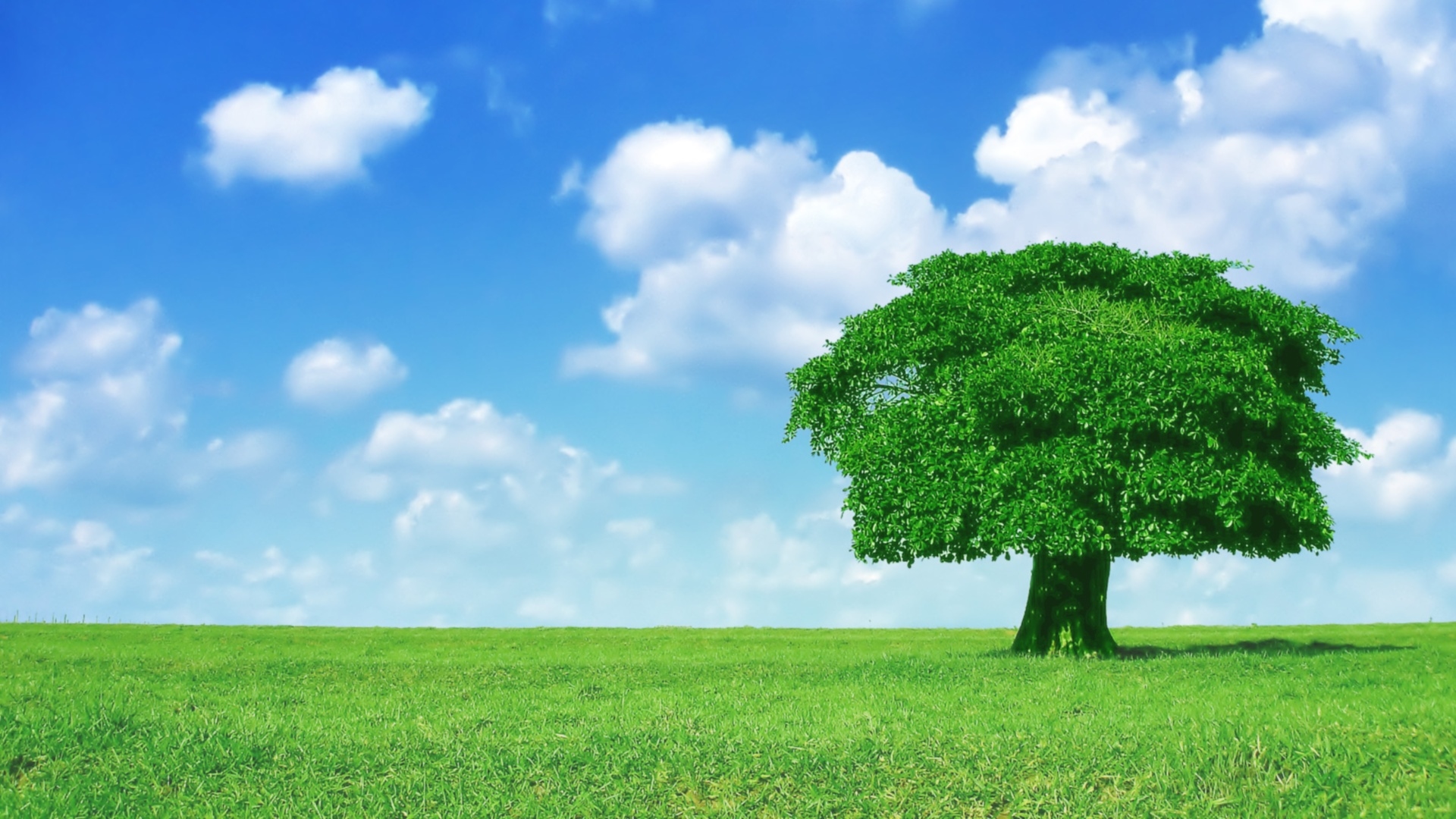 HD Tree Wallpaper