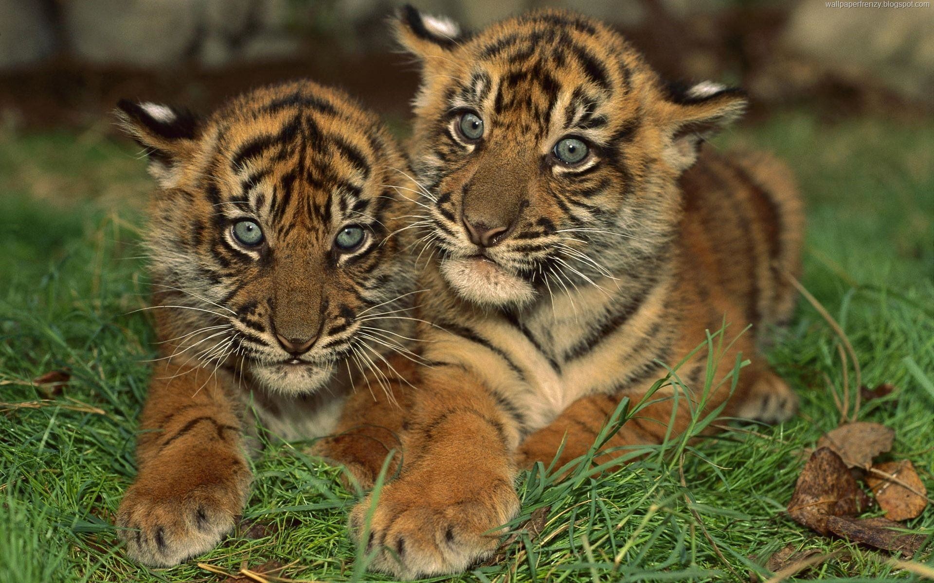Animal Planet Wallpaper