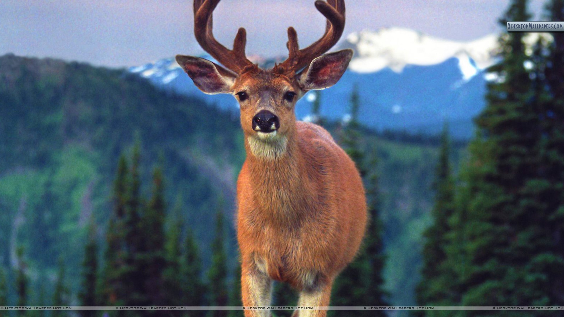 Blacktail Deer Wallpaper