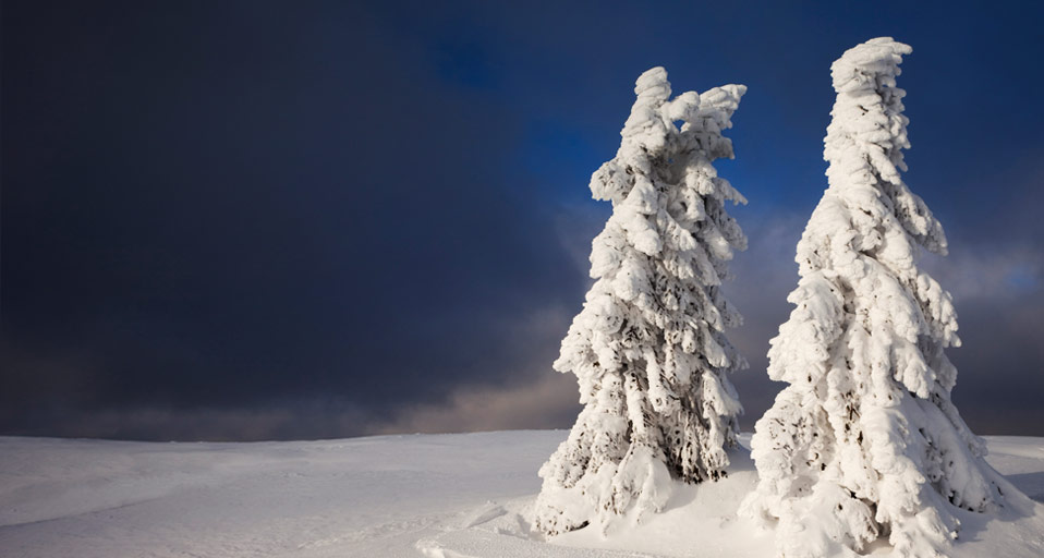 Snowy Trees Schneebedeckte Tannenb Ume Im Bayrischen