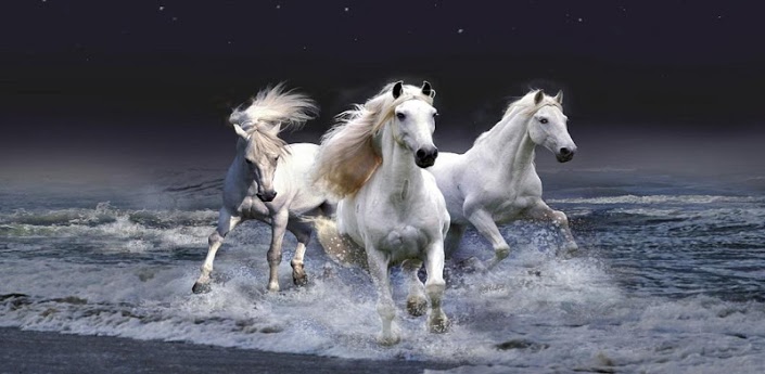 Horse Horses Live Wallpaper