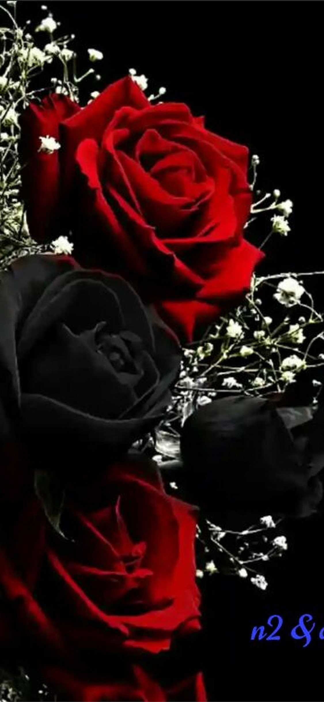 Roses iPhone Wallpaper