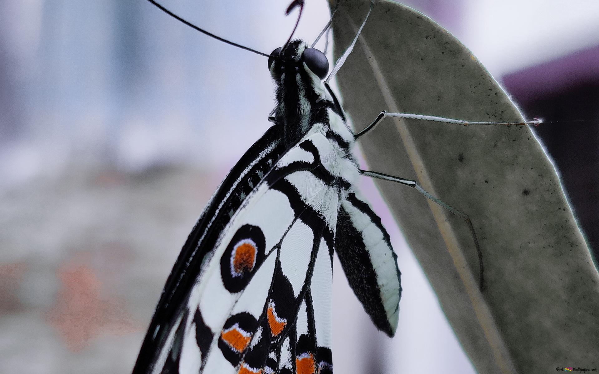 The Beautiful Insect 2k Wallpaper