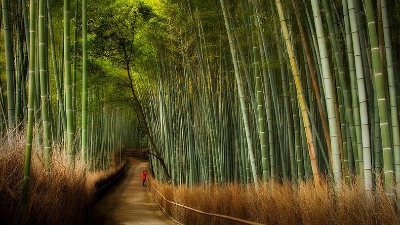 Sagano Bamboo Forest At Arashiyama Kyoto Amusing Pla