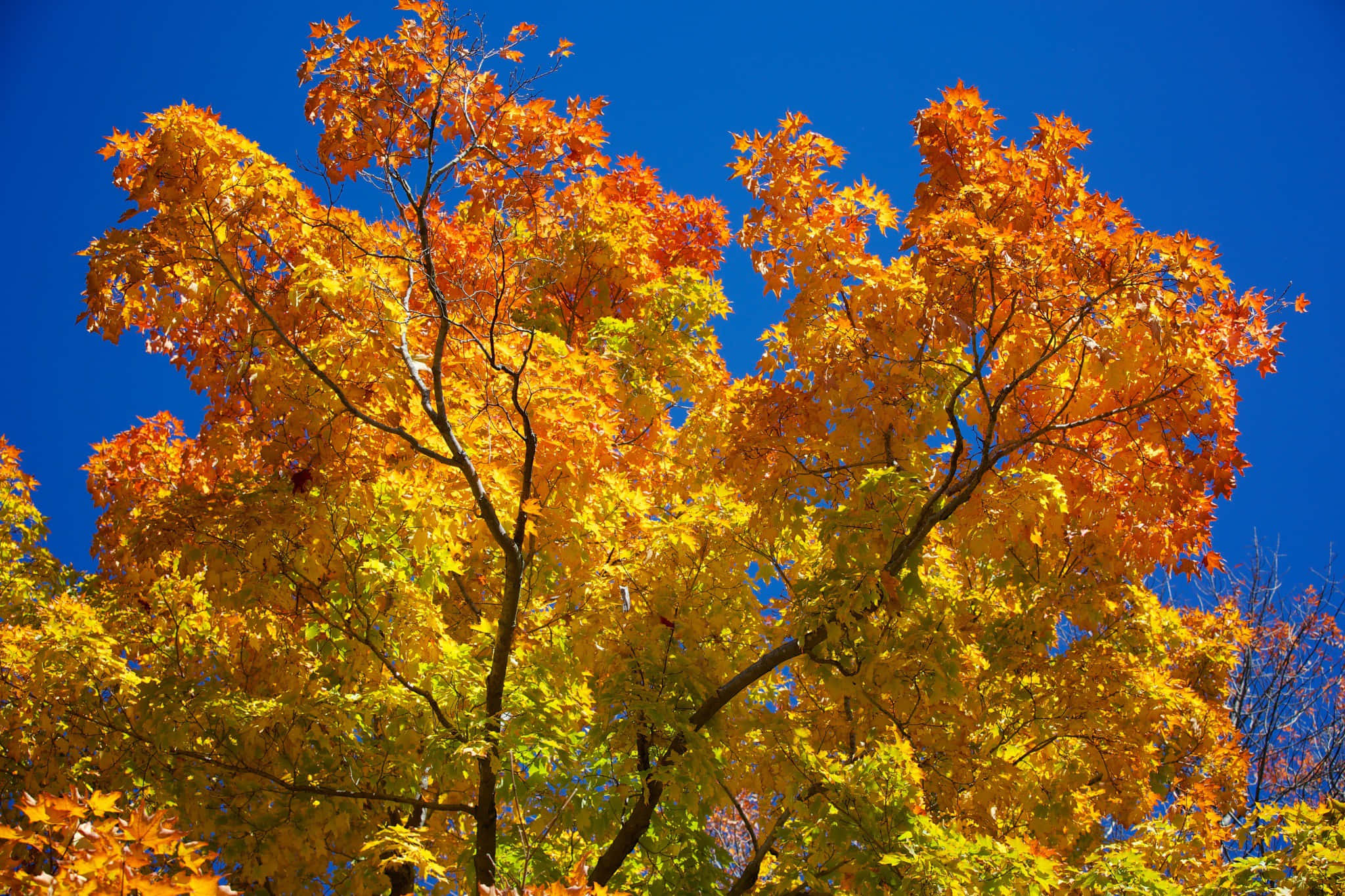 Autumn In New England Wallpaper