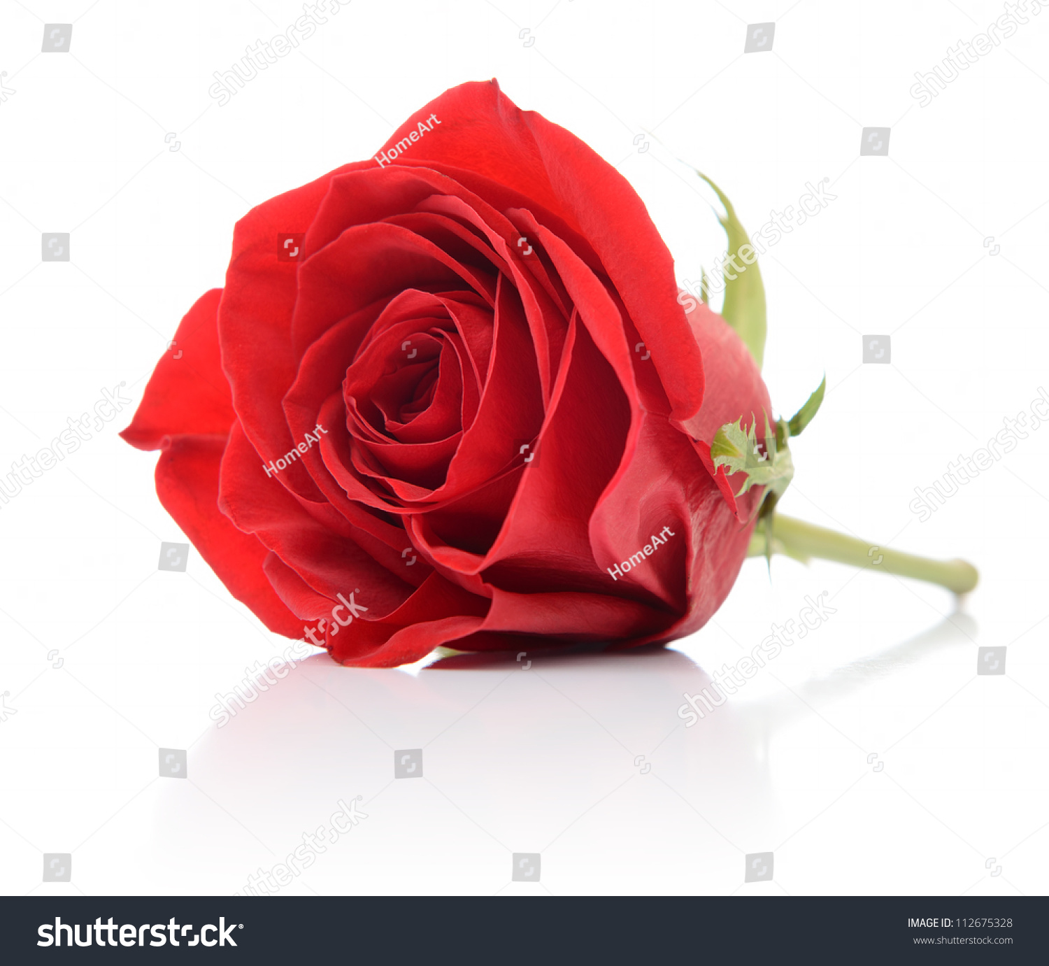Red Rose On White Background Stock Photo