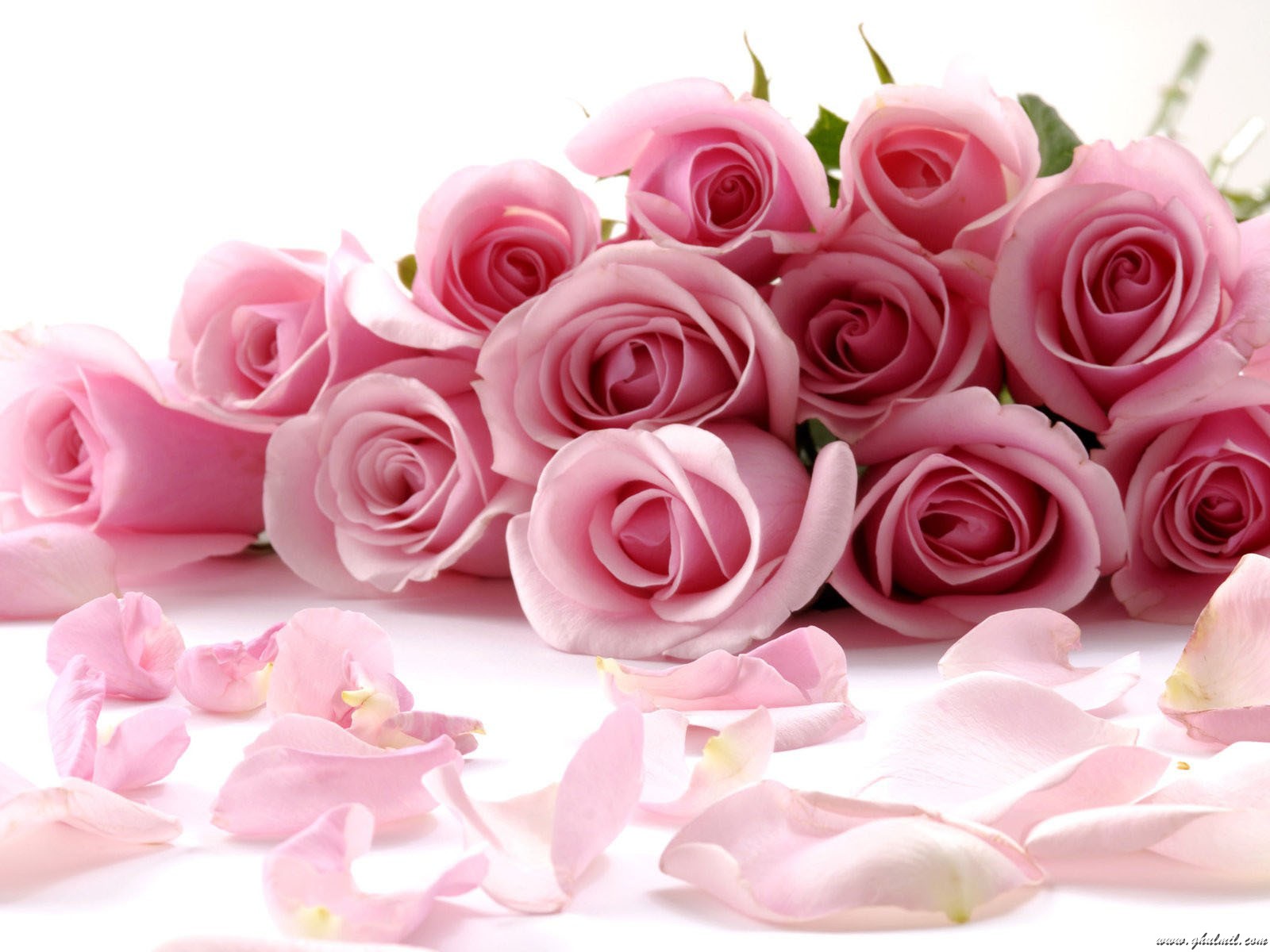 Very Beautiful Pink Red Roses Wallpaper For Desktops E Entertainment